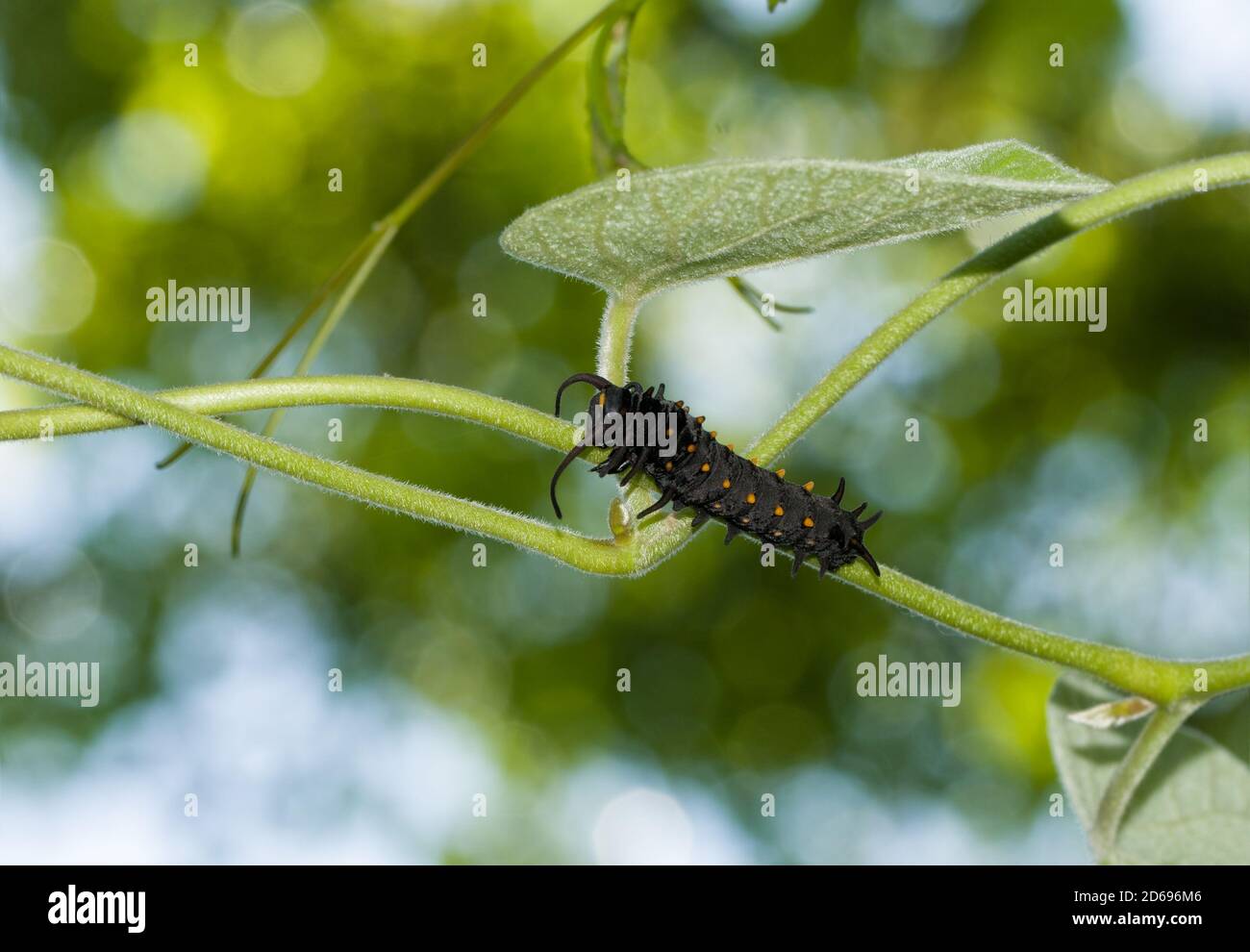 Orange spotted, black, Pipevine Swallowtail butterfly caterpillar climbing up on a pipevine with  tree canopy and sky background Stock Photo