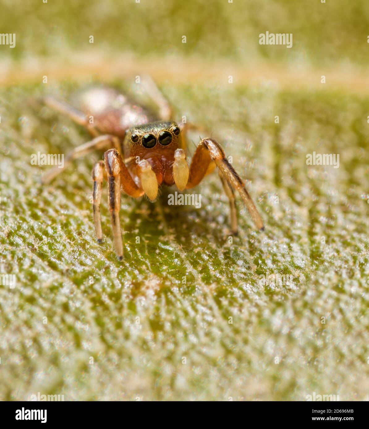 Adorable tiny female Tutelina elegans jumping spider sitting on an oak leaf Stock Photo