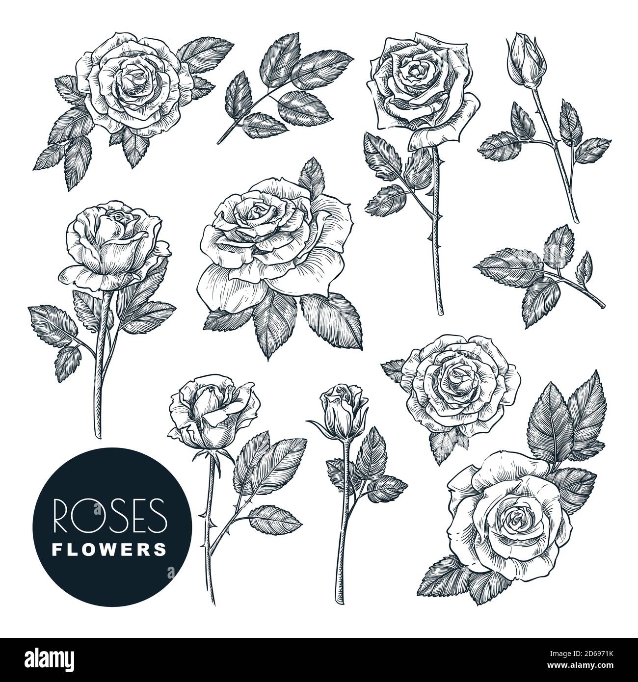 Roses flowers set, vector sketch illustration. Hand drawn floral nature design elements. Rose blossom, leaves and buds isolated on white background. Stock Vector