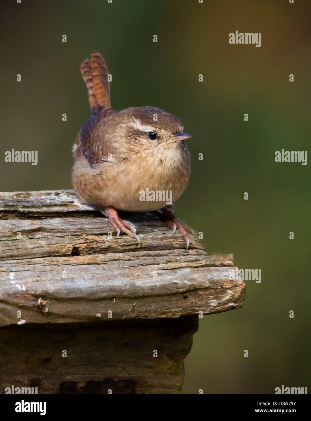 Wren with cocked up tail on a fence Stock Photo