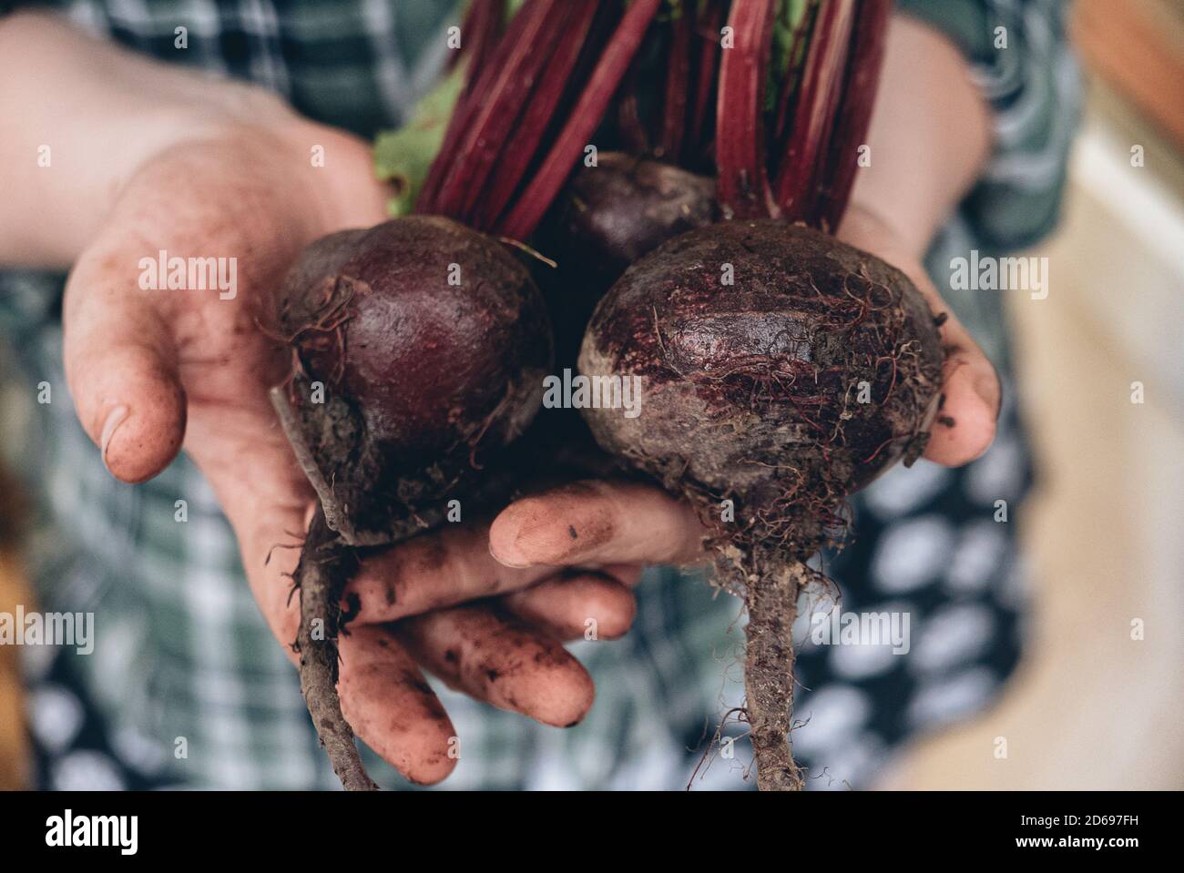 Hand holding beetroots hi-res stock photography and images - Alamy