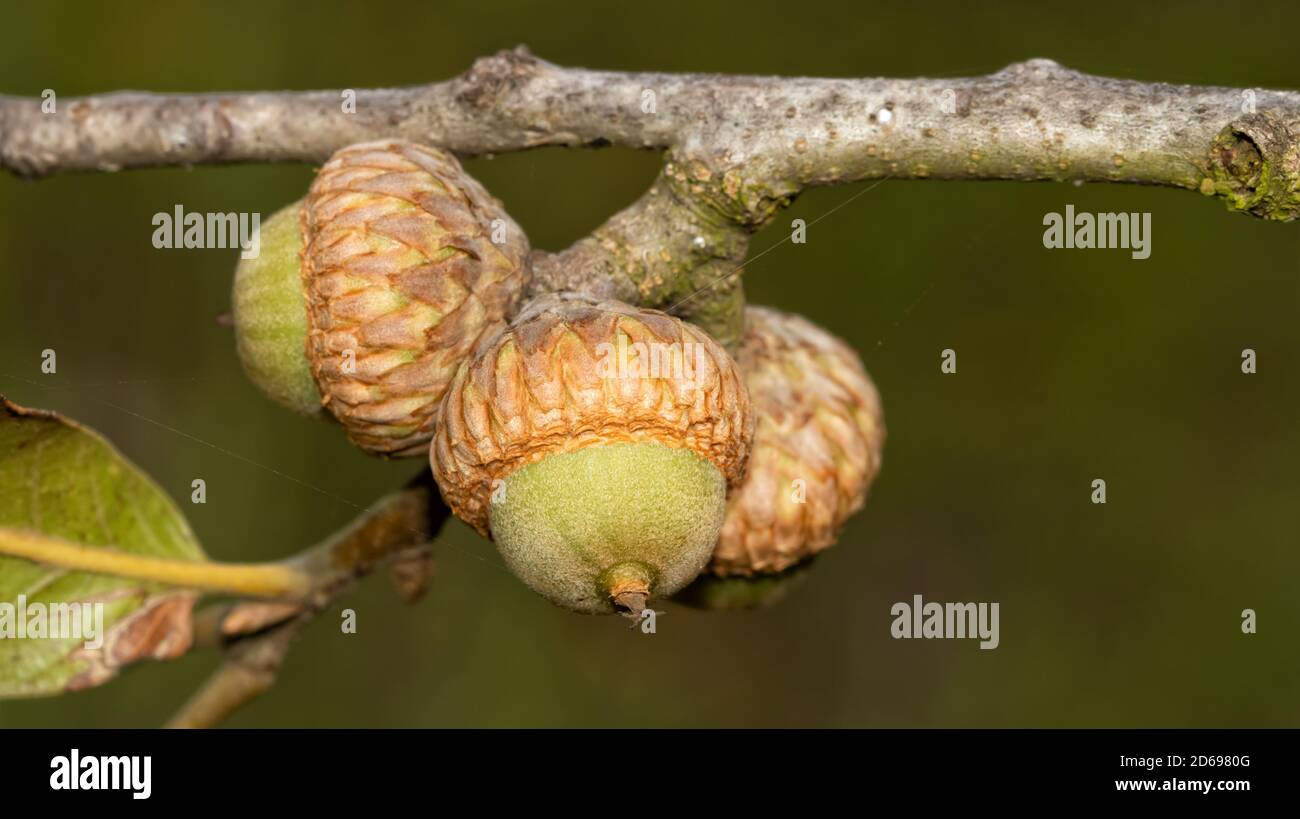 Closeup of Blackjack Oak acorns Stock Photo