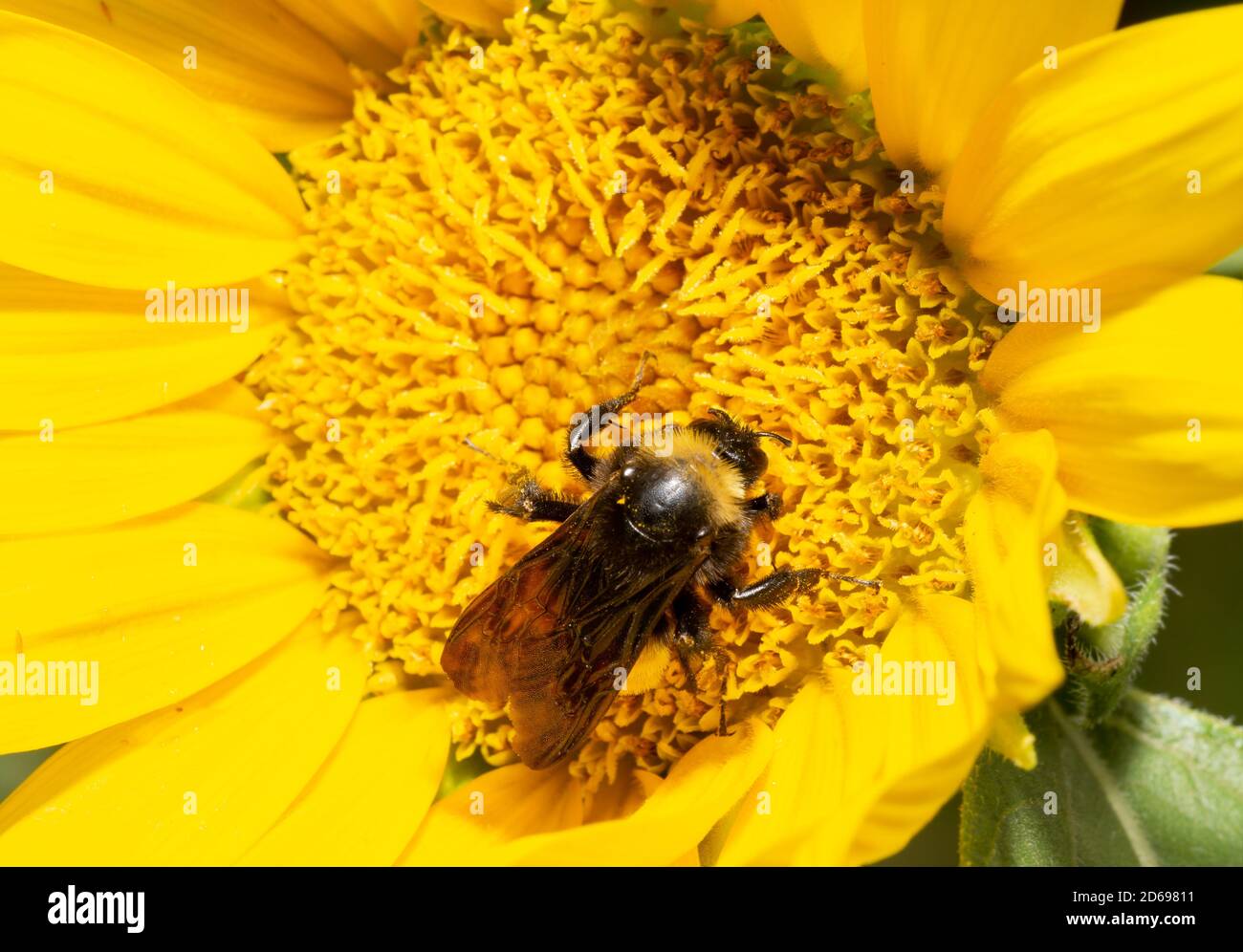 Closeup of a Bumble Bee pollinating a freshly opened Sunflower Stock Photo