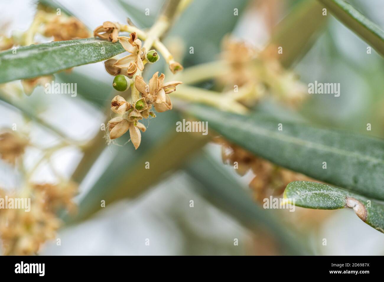 Olives starting to grow in spring Stock Photo