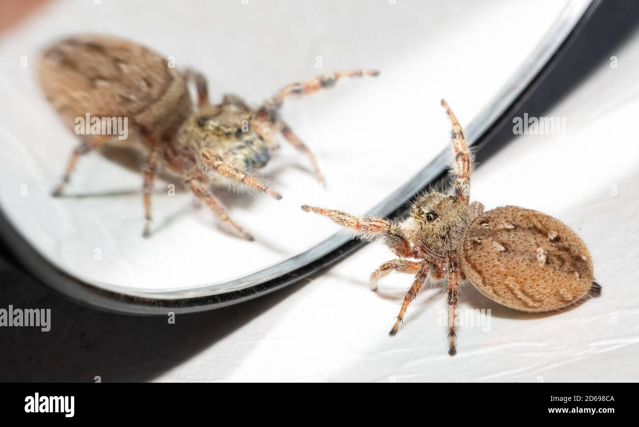 Female Brilliant Jumping Spider waving her front legs at her own reflection in the mirror, trying to scare the opponent away Stock Photo