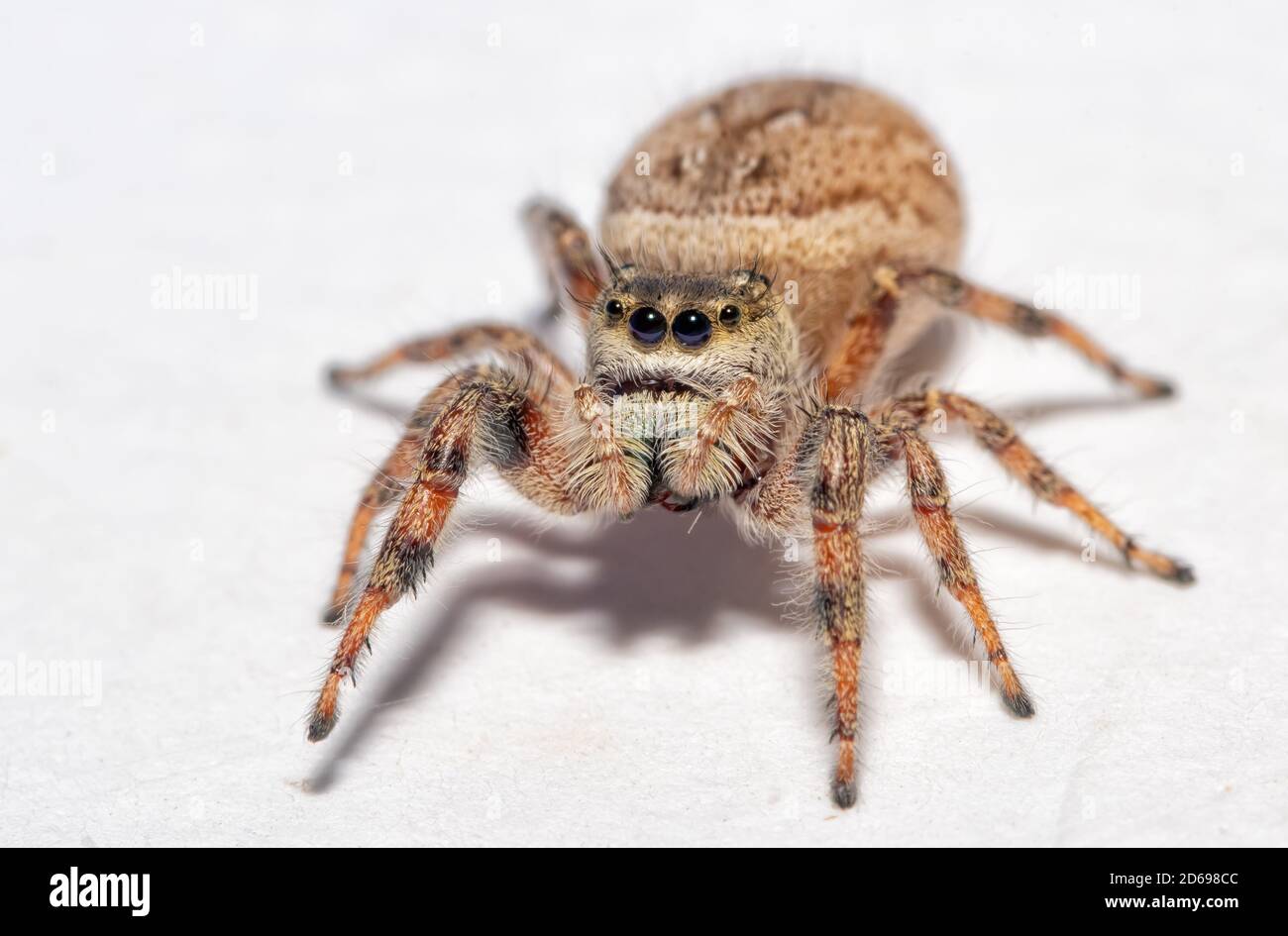 Beautiful female Brilliant Jumping Spider on light background Stock Photo