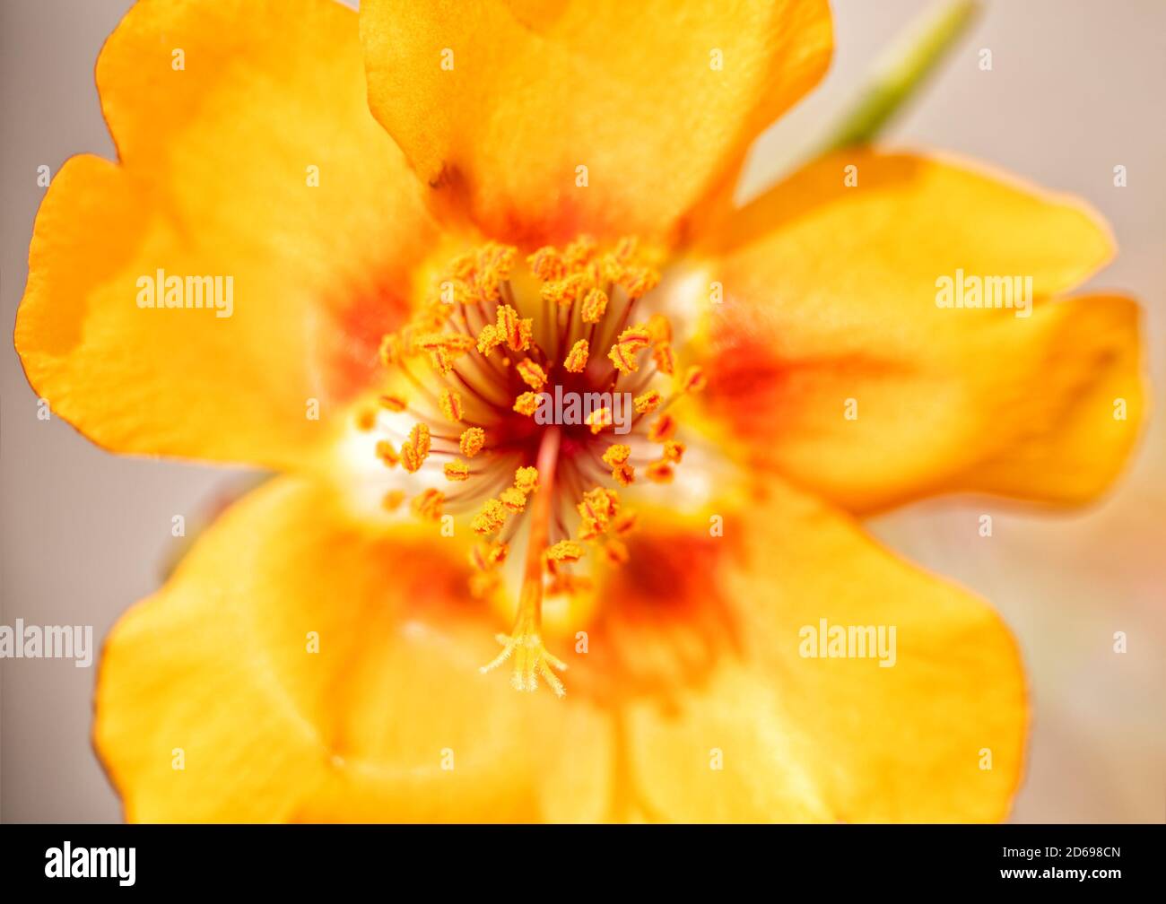 Closeup of a Portulaca flower Stock Photo