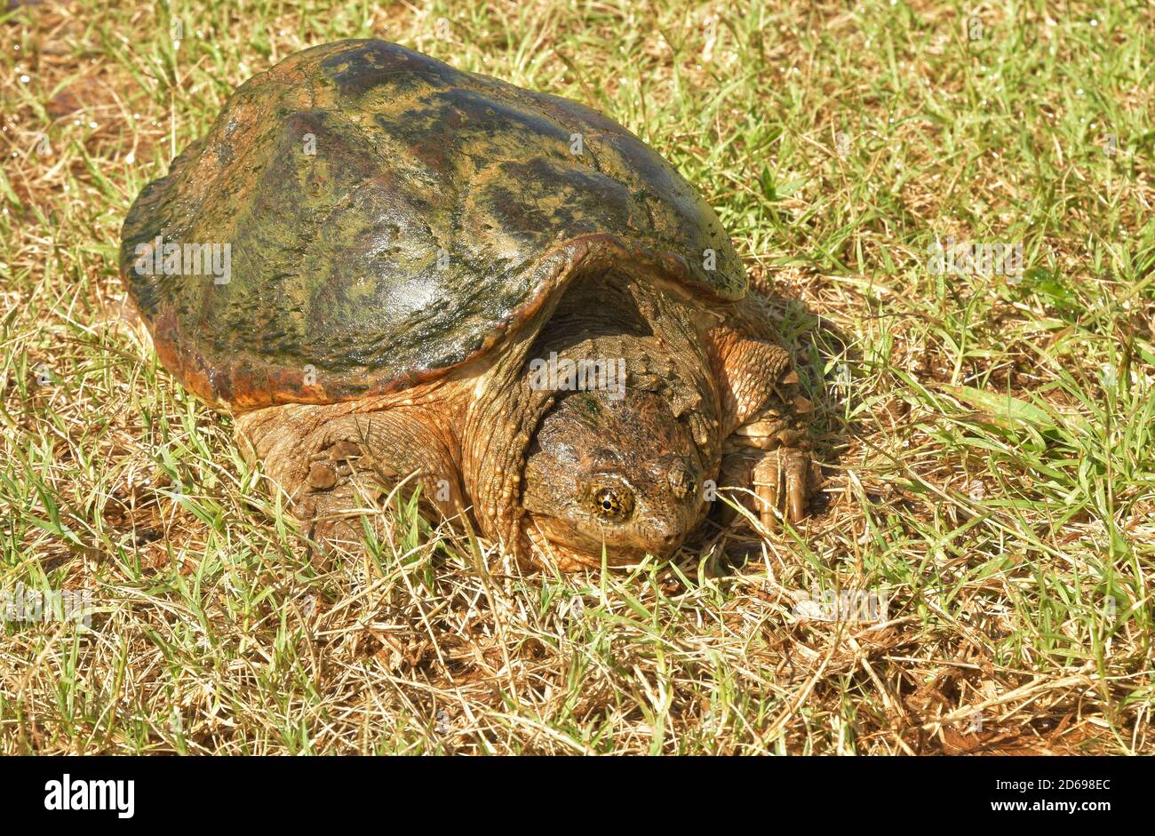 Common Snapping Turtle in grass on a summer day Stock Photo