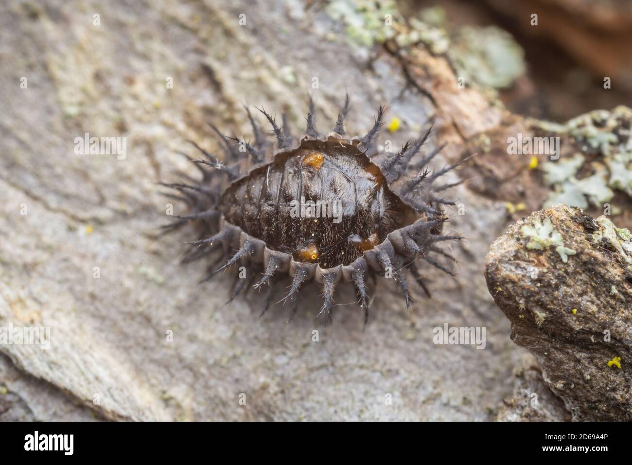 A Twice-stabbed Lady Beetle (Chilocorus stigma) larva molts into the pupal stage on the side of a tree. Stock Photo