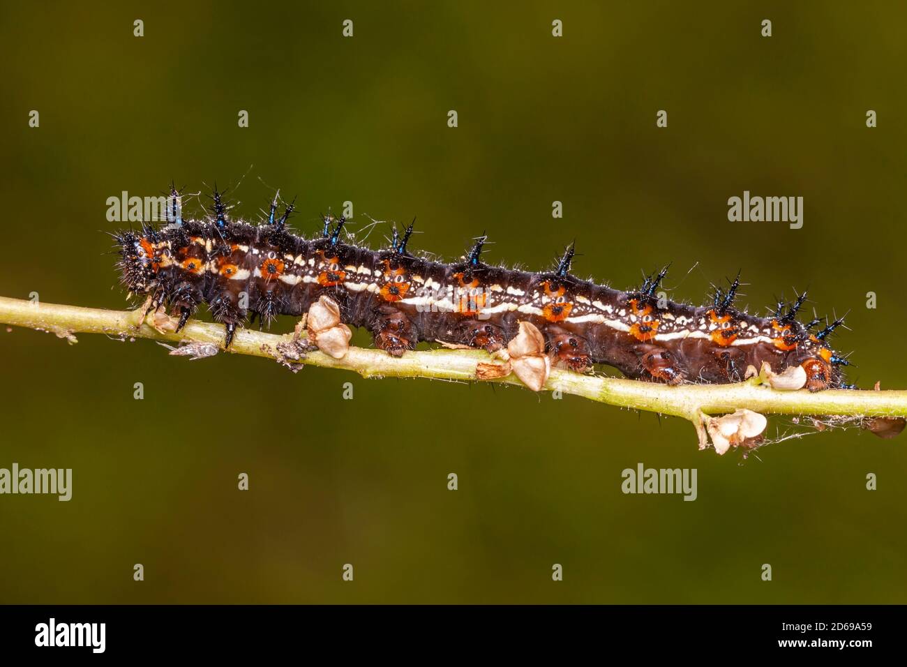 Common Buckeye (Junonia coenia) caterpillar (larva) Stock Photo