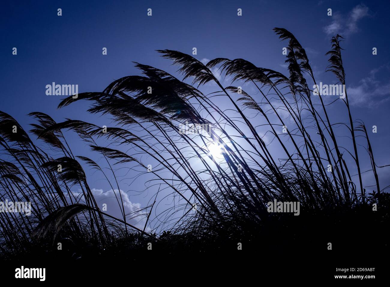 Tall grasses silhouetted on the cliff tops as they blow in the wind immediately after a strong rain storm at Southbourne in Bournemouth. 18 October 2019. Photo: Neil Turner Stock Photo