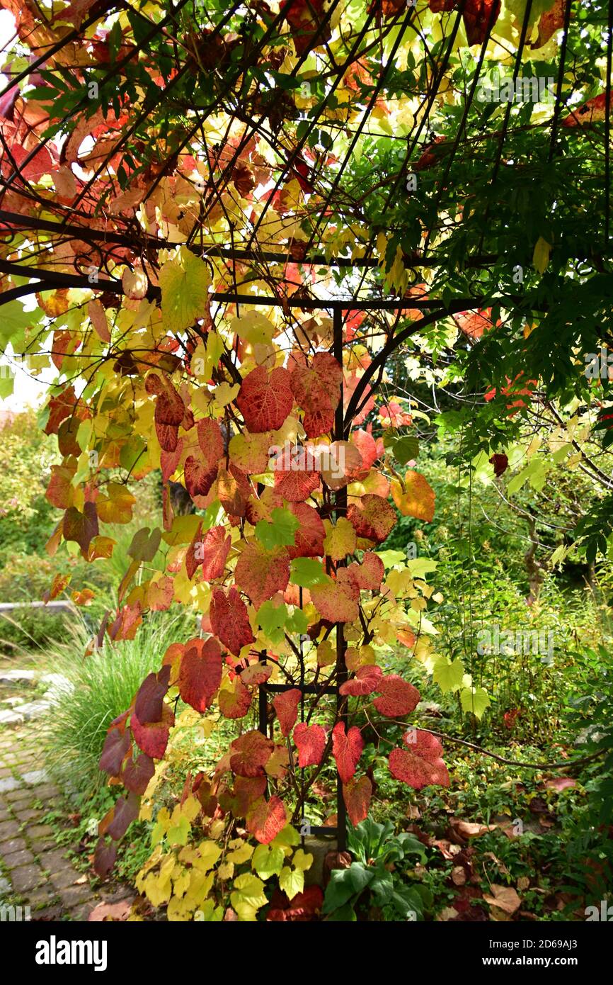 A garden in autumn colors on a clear October day. Stock Photo