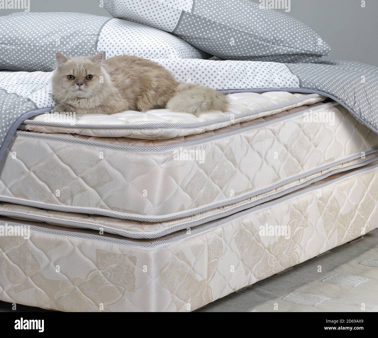 Persian cat laying comfortably on bed Stock Photo Alamy