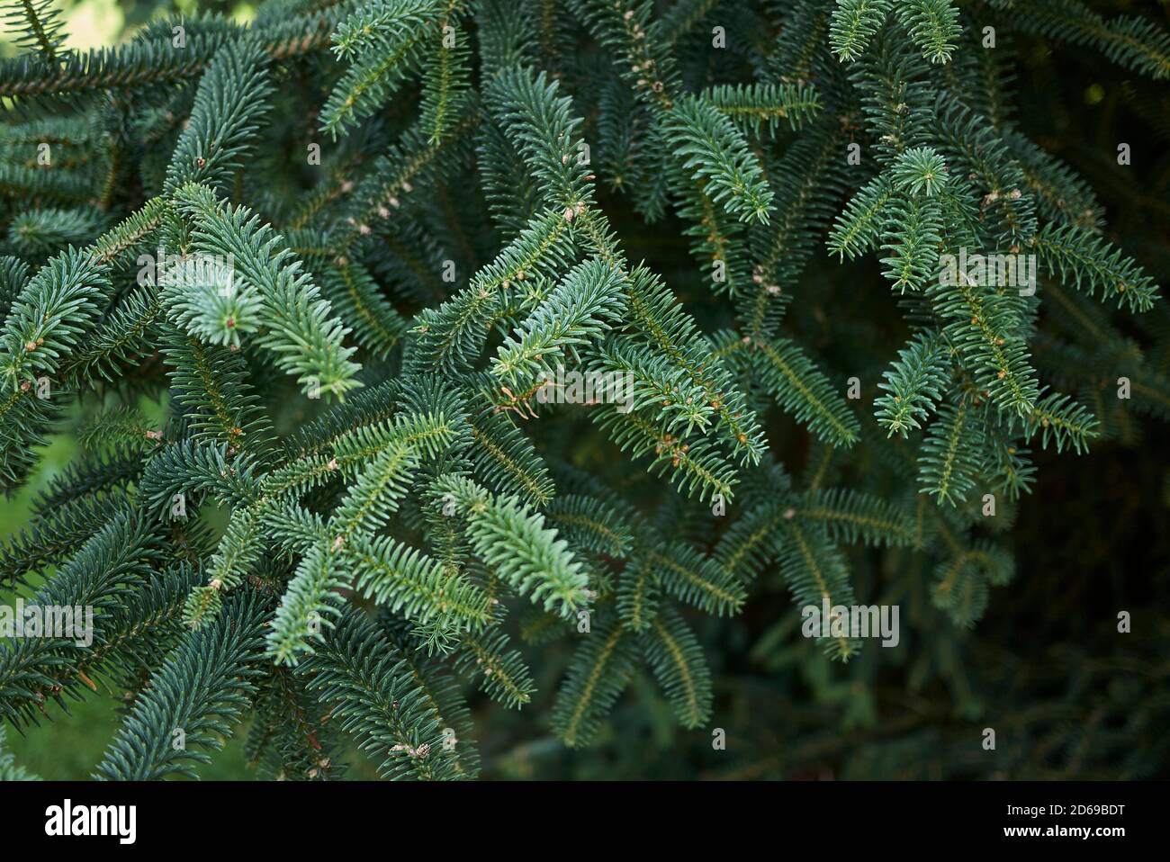 Abies pinsapo textured foliage Stock Photo