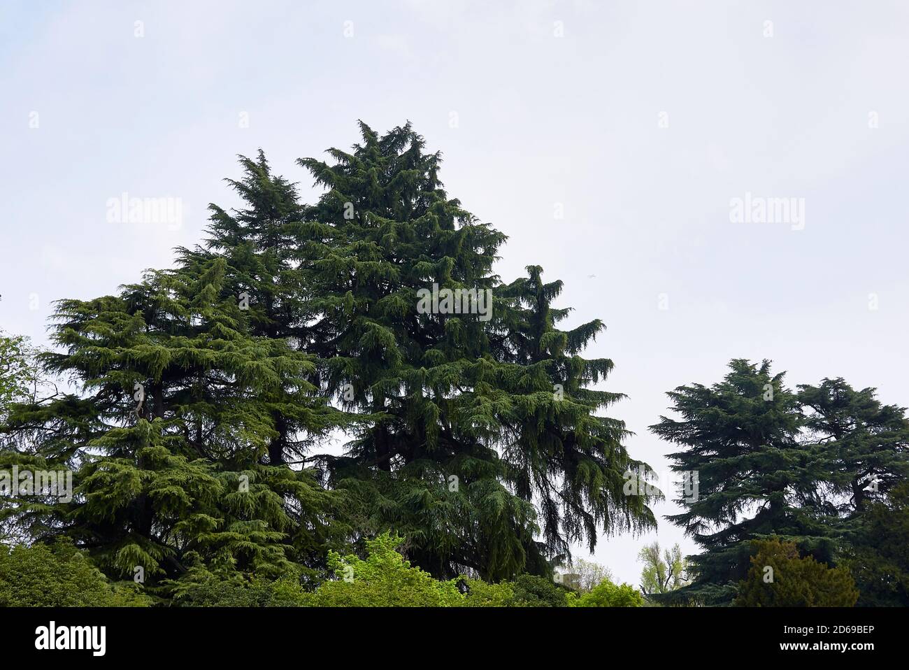 Cedrus deodara trees in a public park Stock Photo