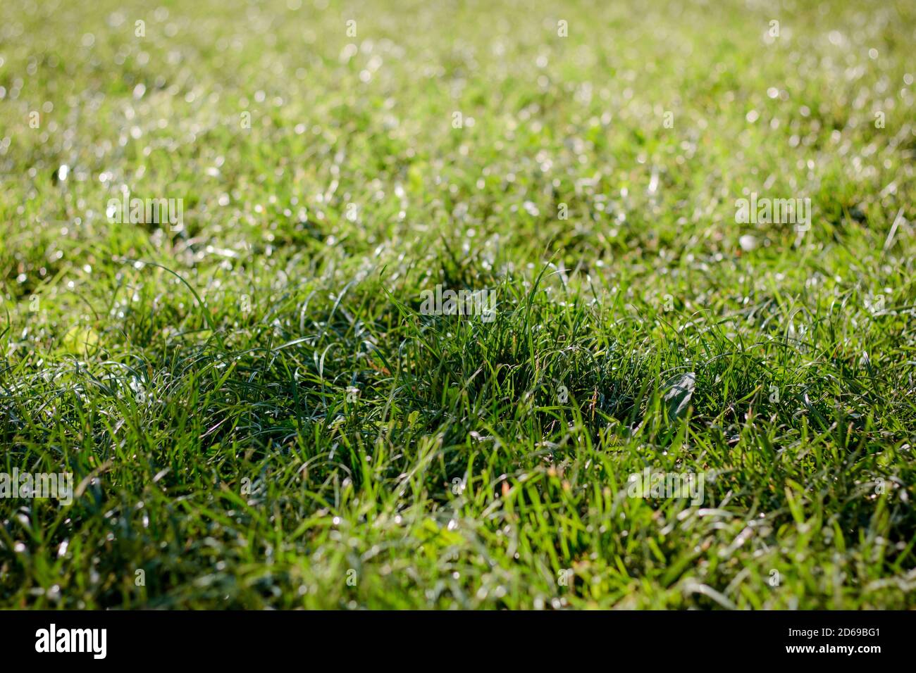 Green grass background with dew drops at park Stock Photo - Alamy