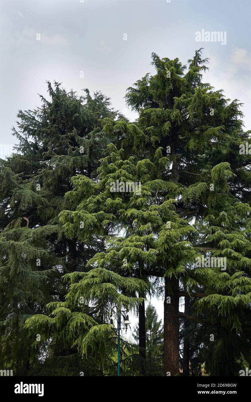 Cedrus deodara trees in a public park Stock Photo