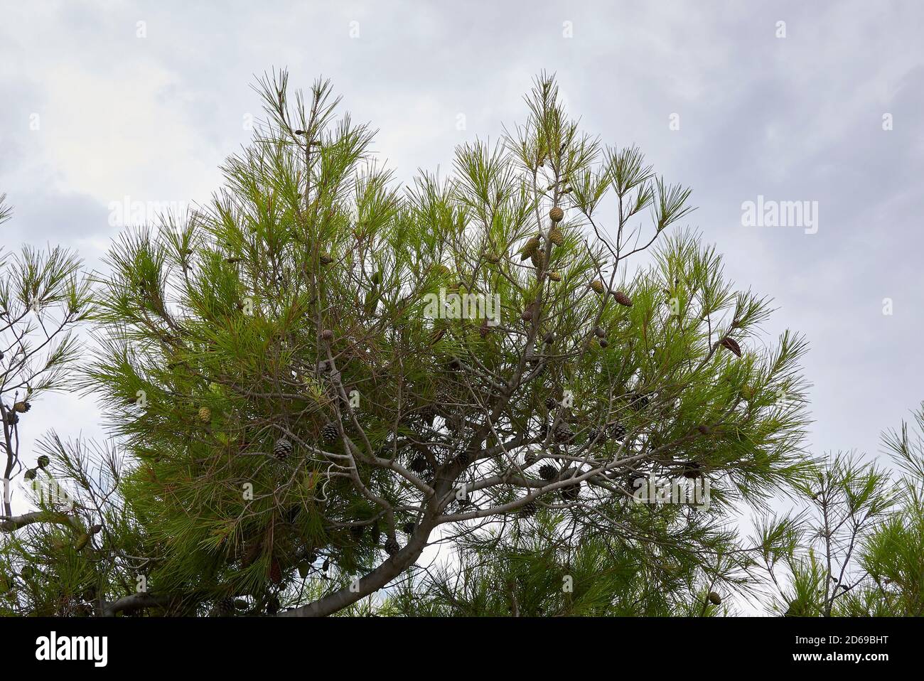 Pinus halepensis branch and trunk close up Stock Photo