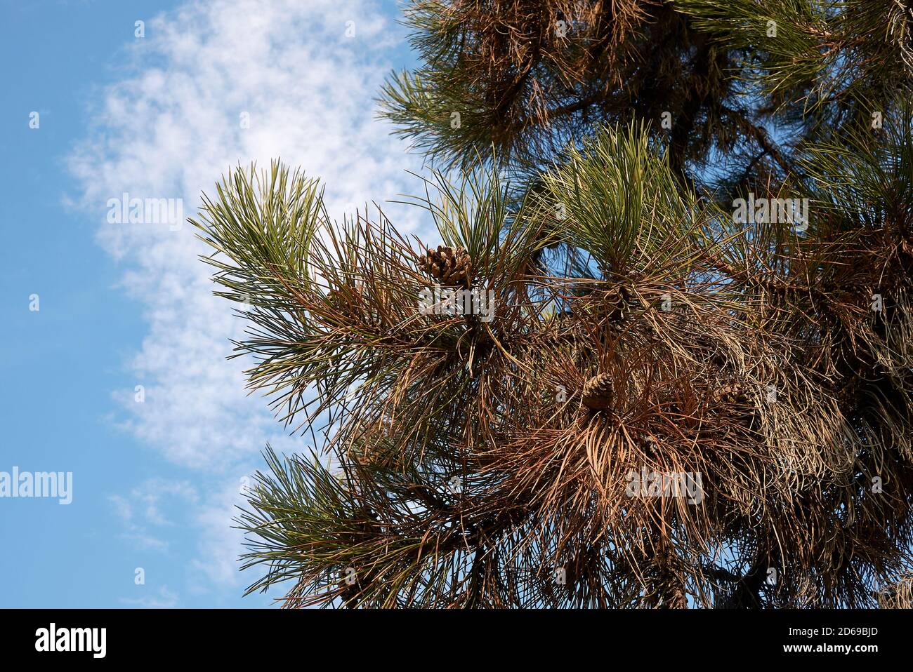 Pinus nigra J.F. Arnold branch and trunk close up Stock Photo