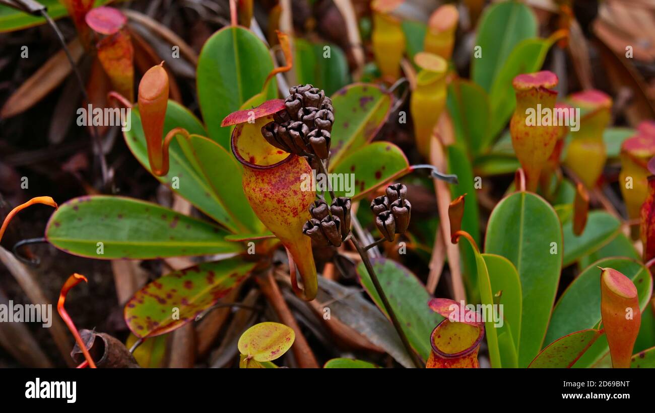 Closeup view of upper pitcher of tropical endemic pitcher plant (nepenthes pervillei) on Mahe island, Seychelles. Focus on center of image. Stock Photo