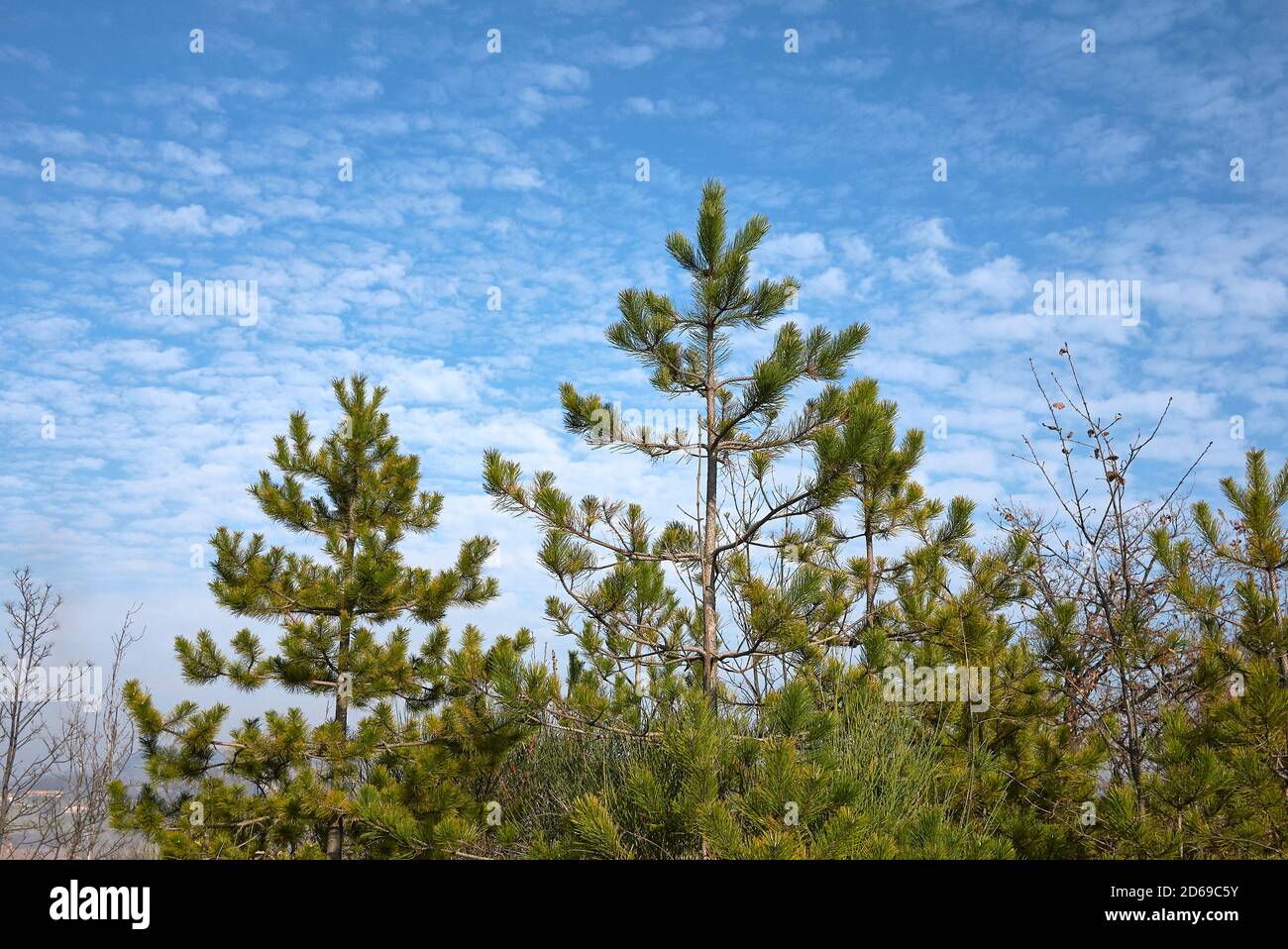 Pinus nigra trees landscape and close up Stock Photo