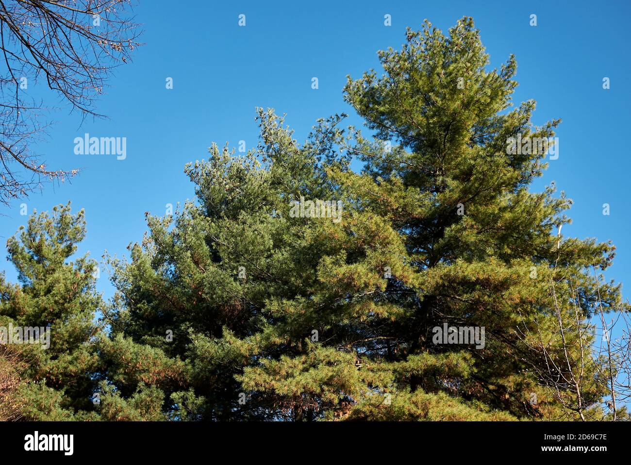 Pinus strobus branch, cones and bark close up Stock Photo