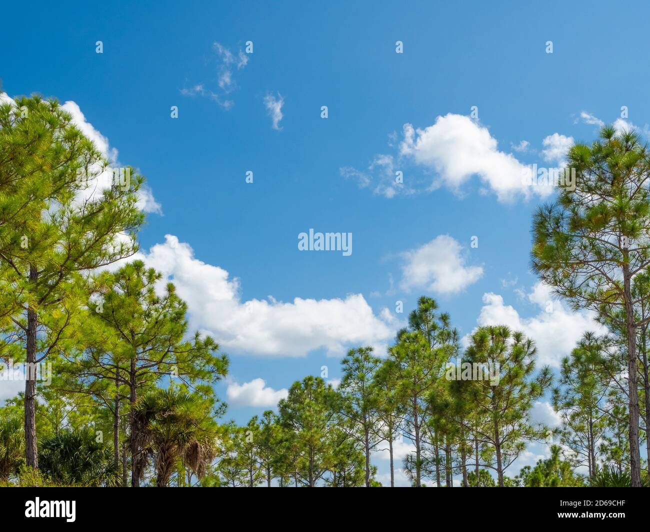 Pine trees and sky in the  Fred C. Babcock/Cecil M. Webb Wildlife Management Area in Punta Gorda Florida USA Stock Photo