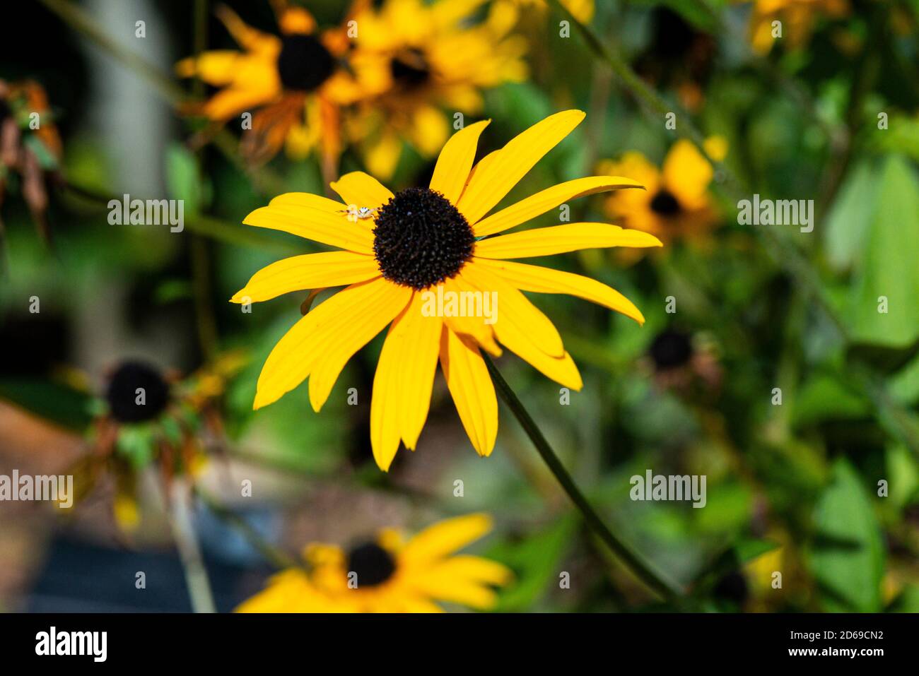A flower of a black-eyed Susan (Rudbeckia fulgida) Stock Photo