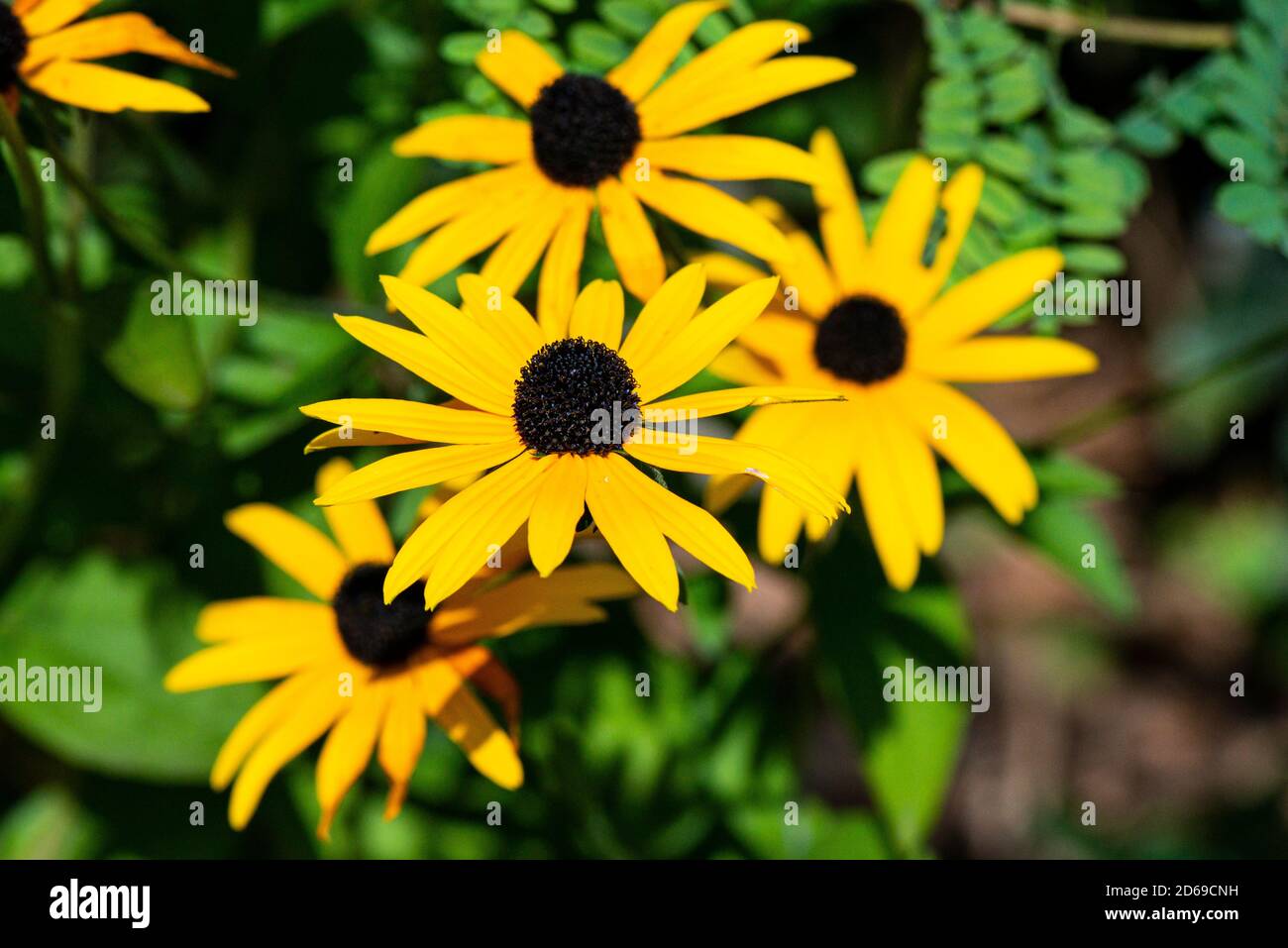The flowers of a black-eyed Susan (Rudbeckia fulgida) Stock Photo