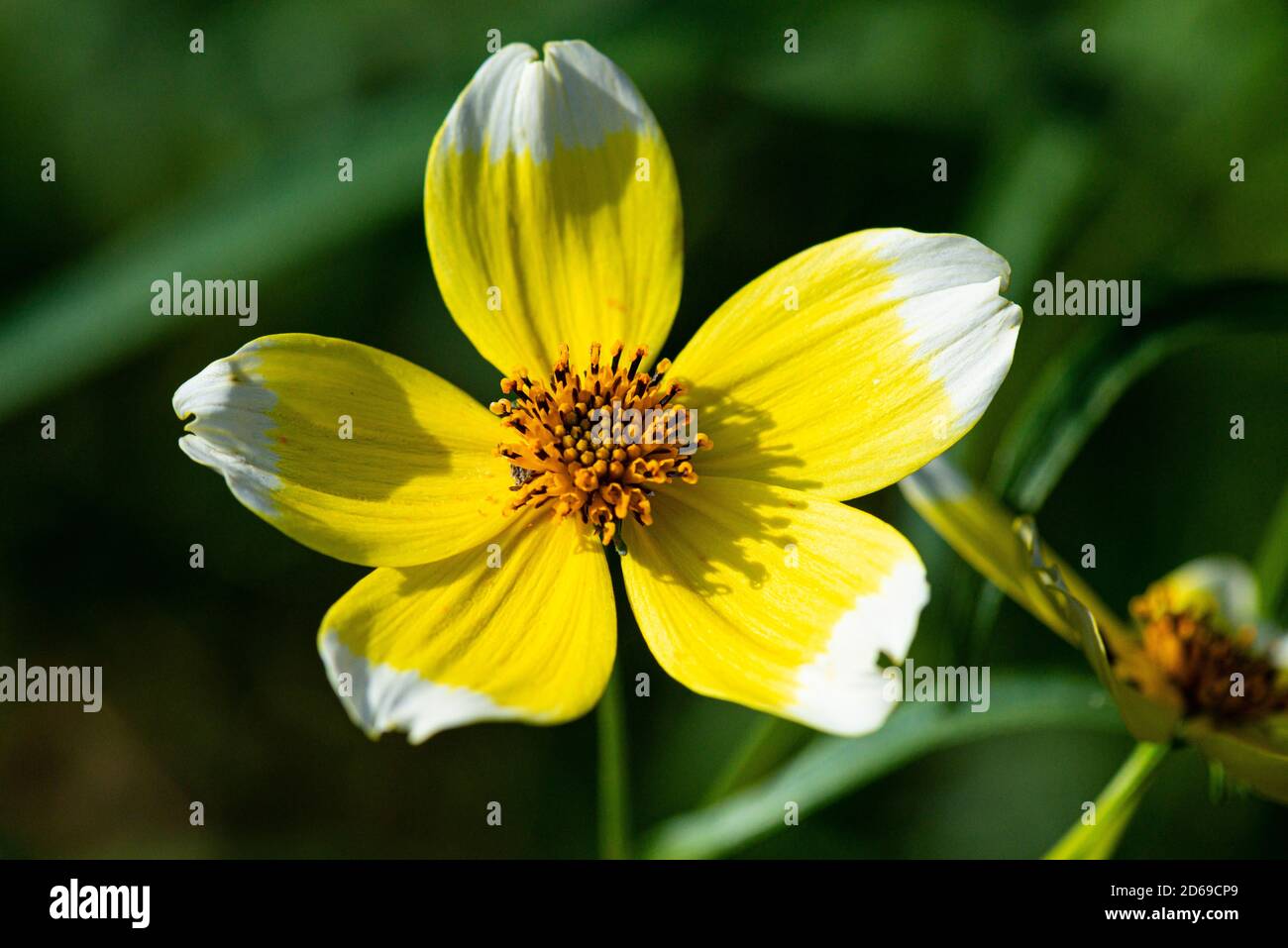 The flower of a Arizona beggarticks 'Hannay's Lemon Drop' (Bidens aurea 'Hannay's Lemon Drop') Stock Photo