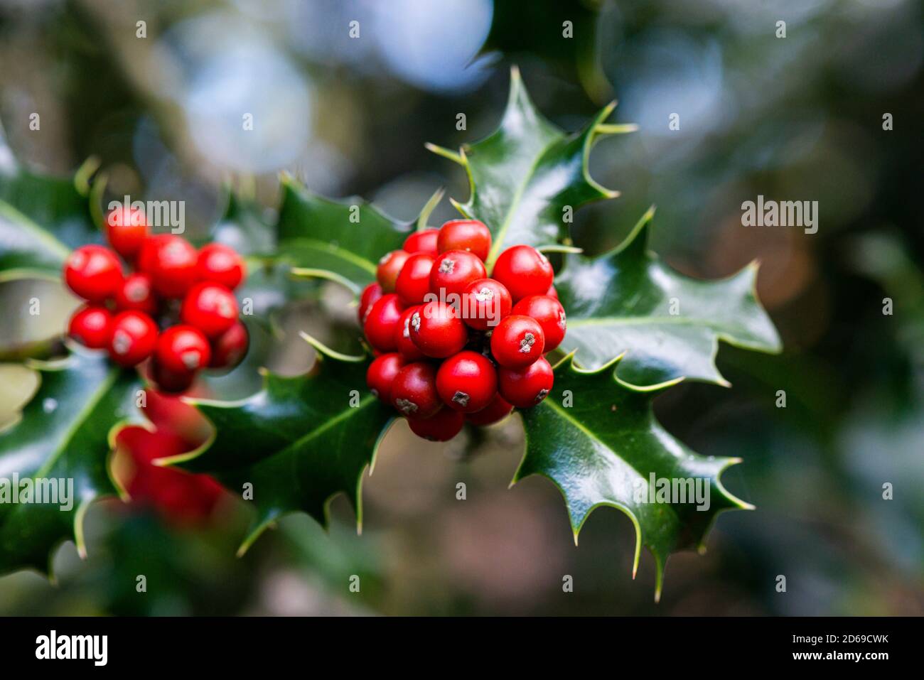 The leaves and berries of a common holly (Ilex aquifolium) Stock Photo