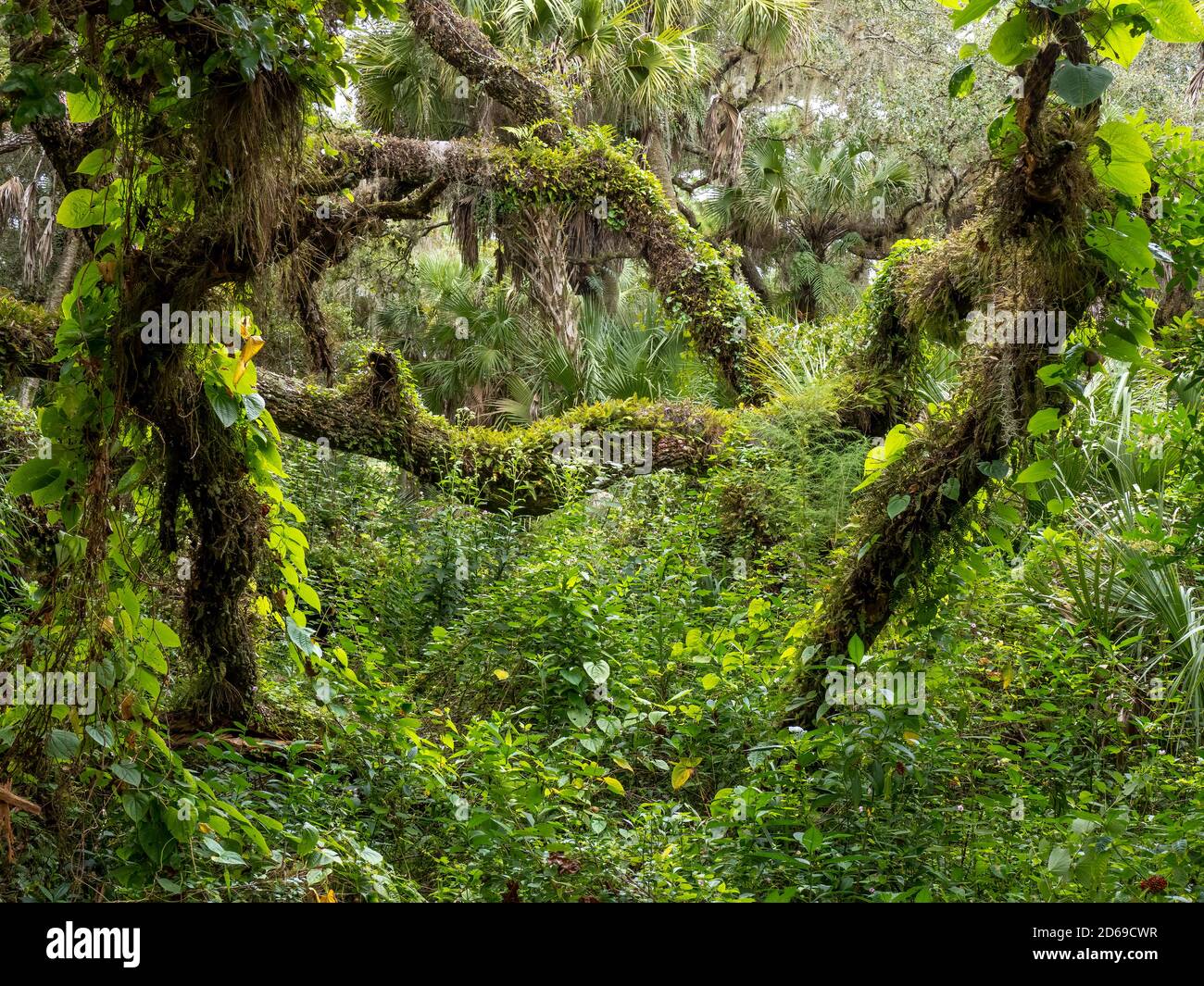 Lush green tropical forest in southwestern Florida in the United States Stock Photo