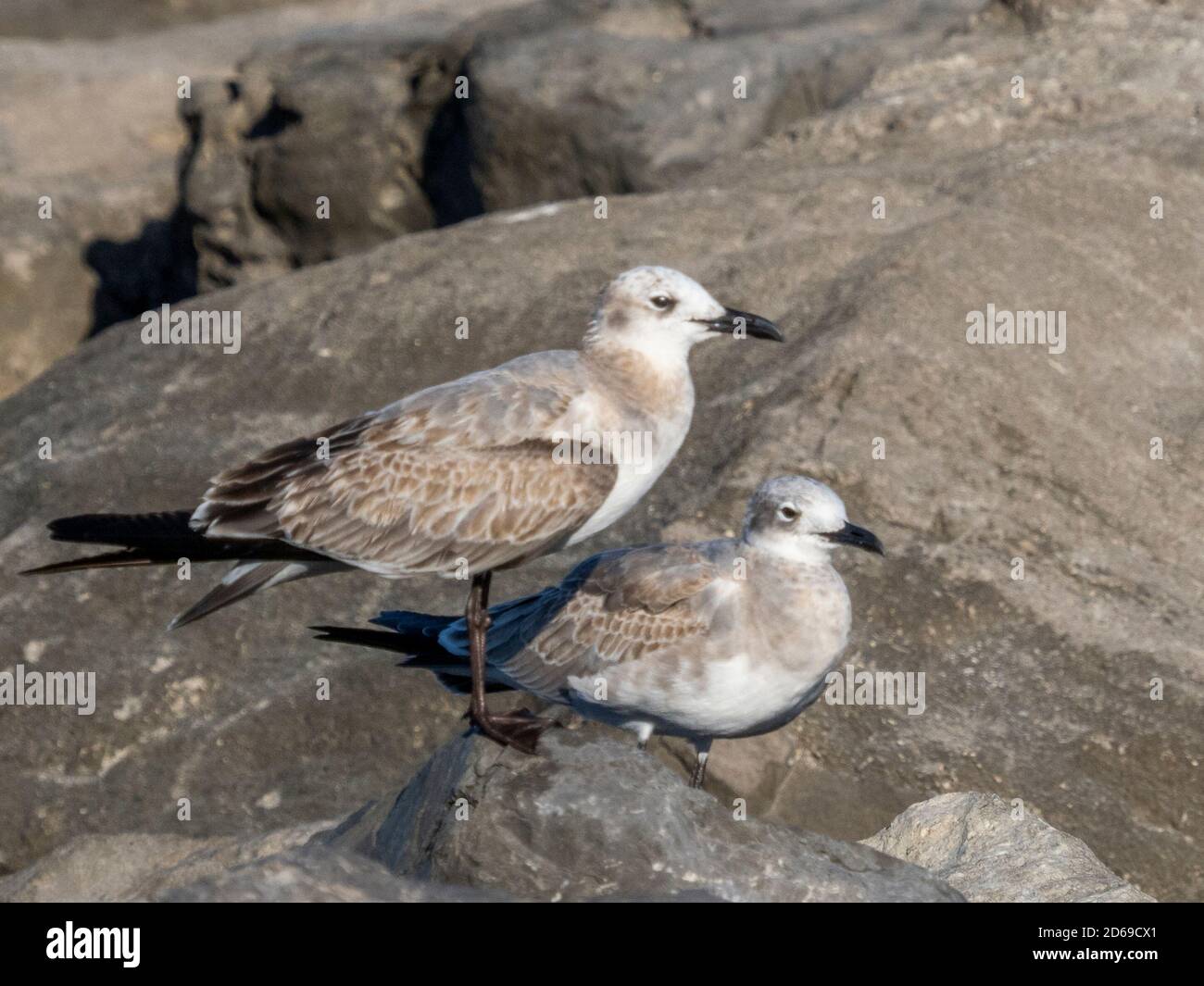 Two birds sitting together on a rock Stock Photo