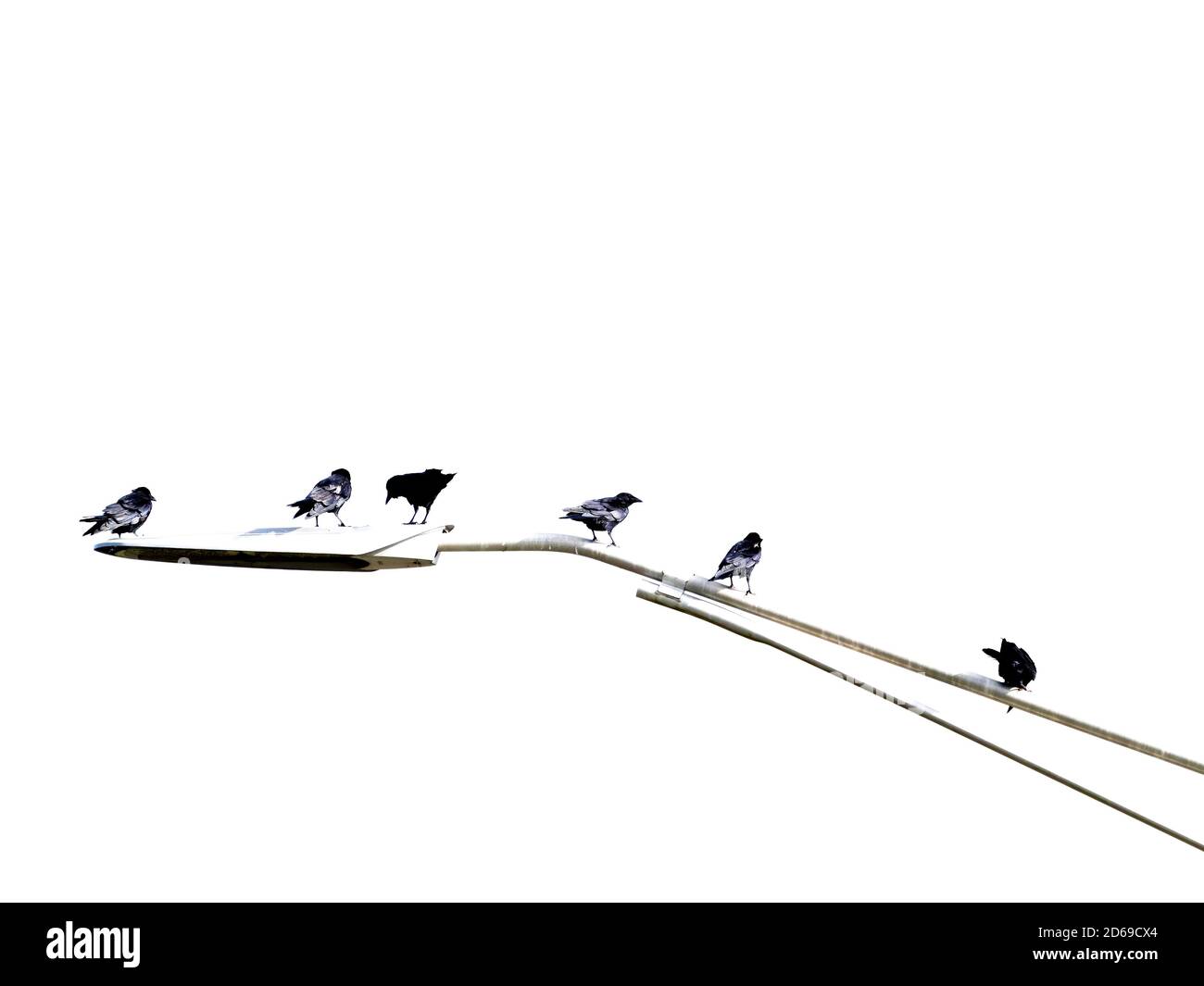 Black & white image of birds sitting pon a roadway light pole Stock Photo