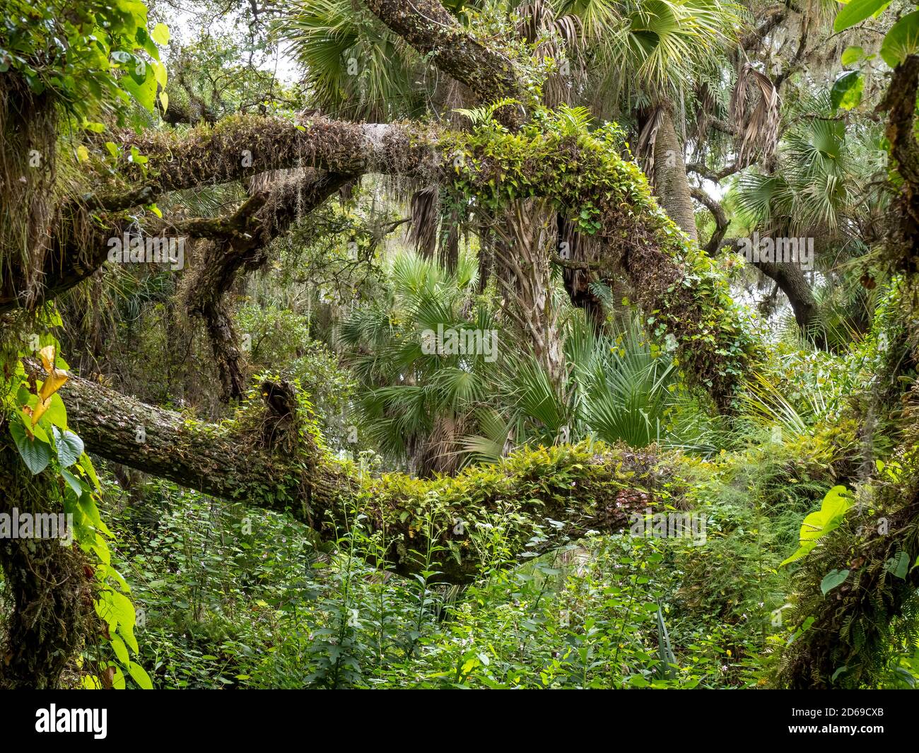 Lush green tropical forest in southwestern Florida in the United States Stock Photo