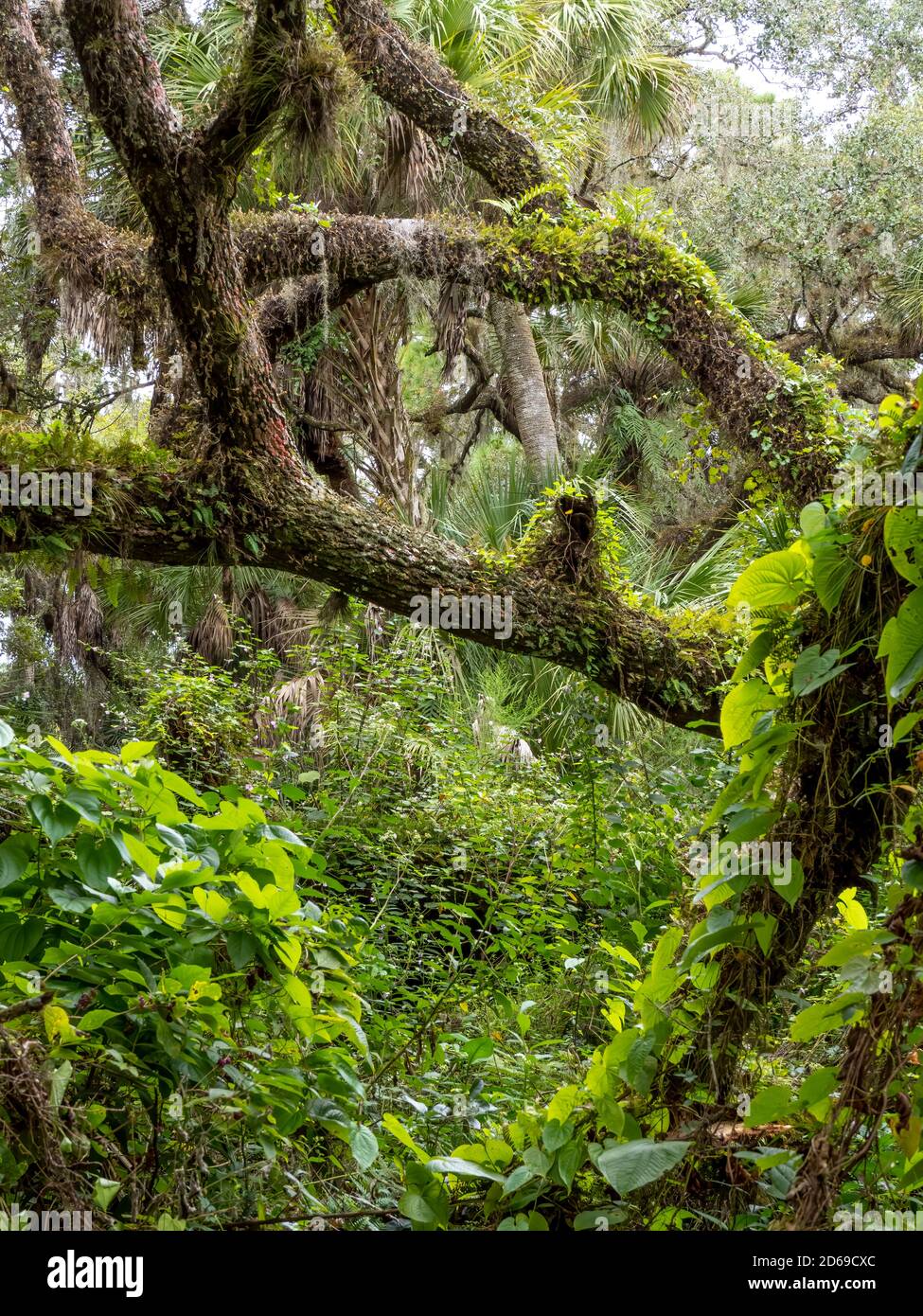 Lush green tropical forest in southwestern Florida in the United States Stock Photo