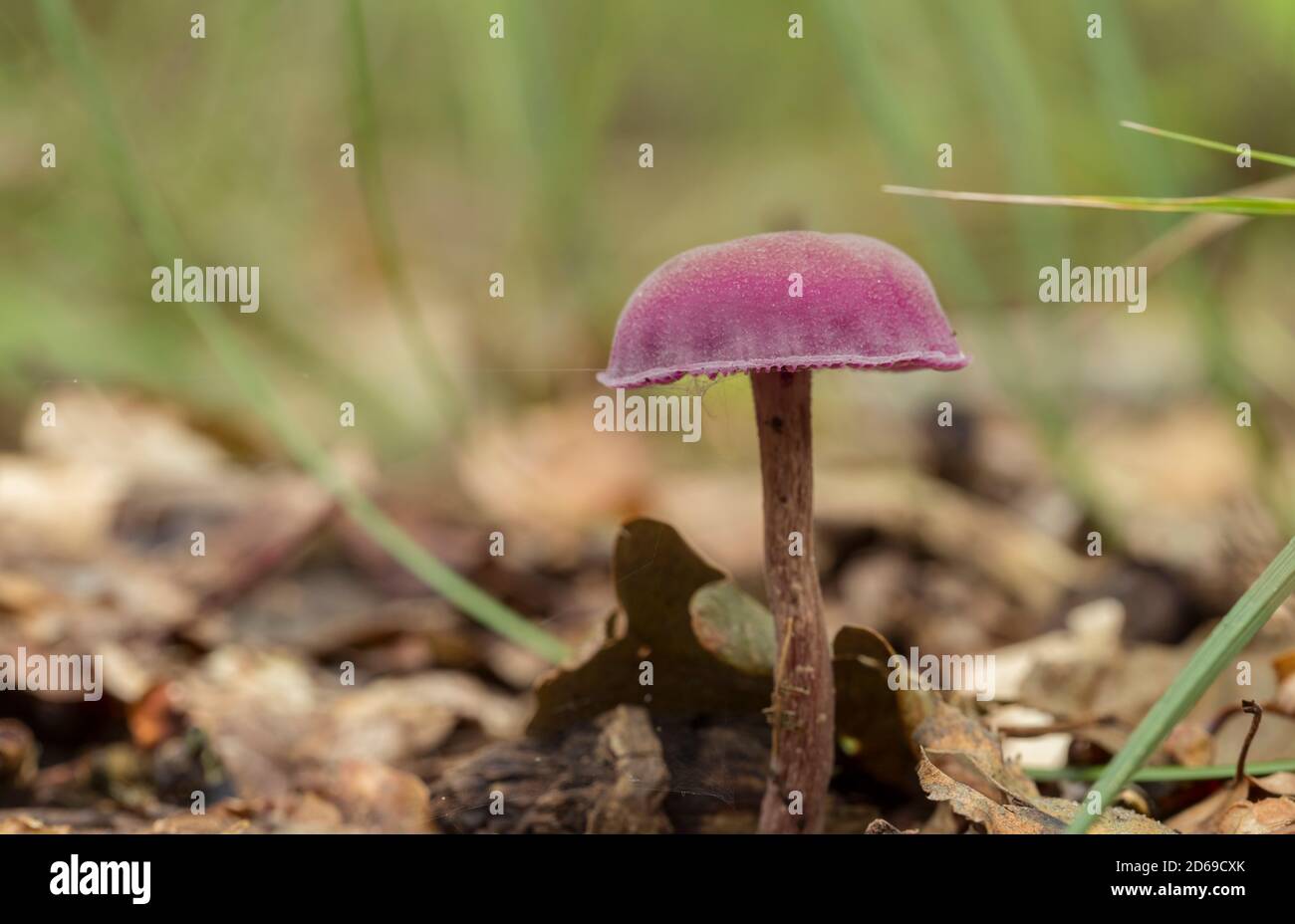 purple mushroom in soft focus with shallow depth. Laccaria amethystina or the amethyst deceiver between the moss and ferns on the forest floor. Stock Photo
