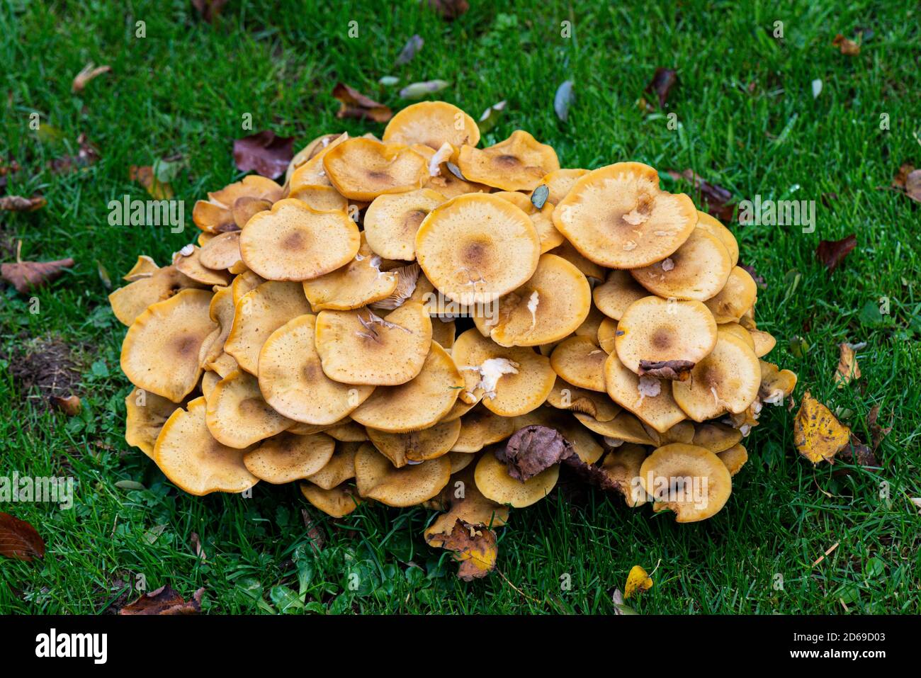A large group of fungi growing in grass Stock Photo