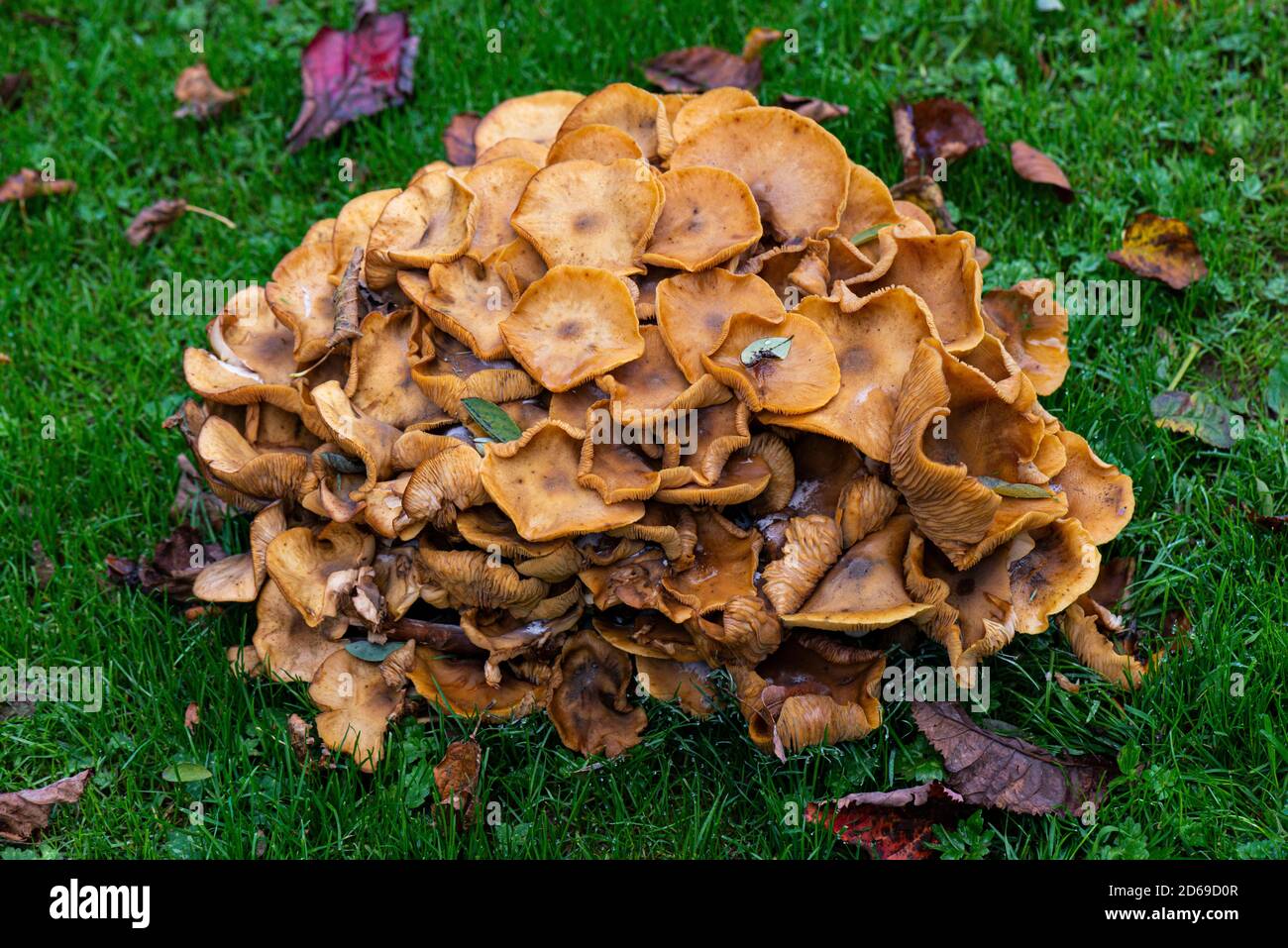 A large group of fungi growing in grass Stock Photo