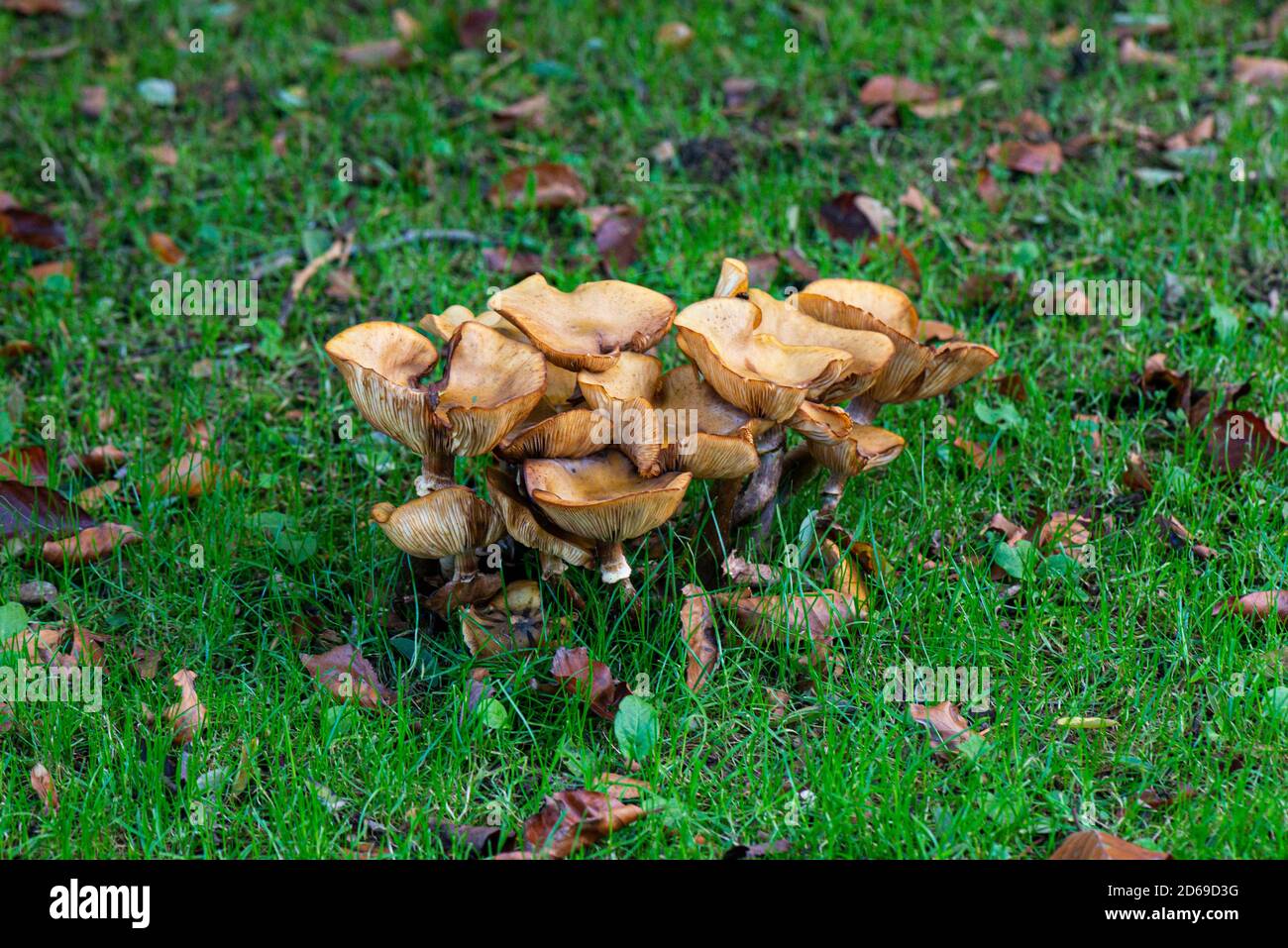 A group of fungi growing in grass Stock Photo