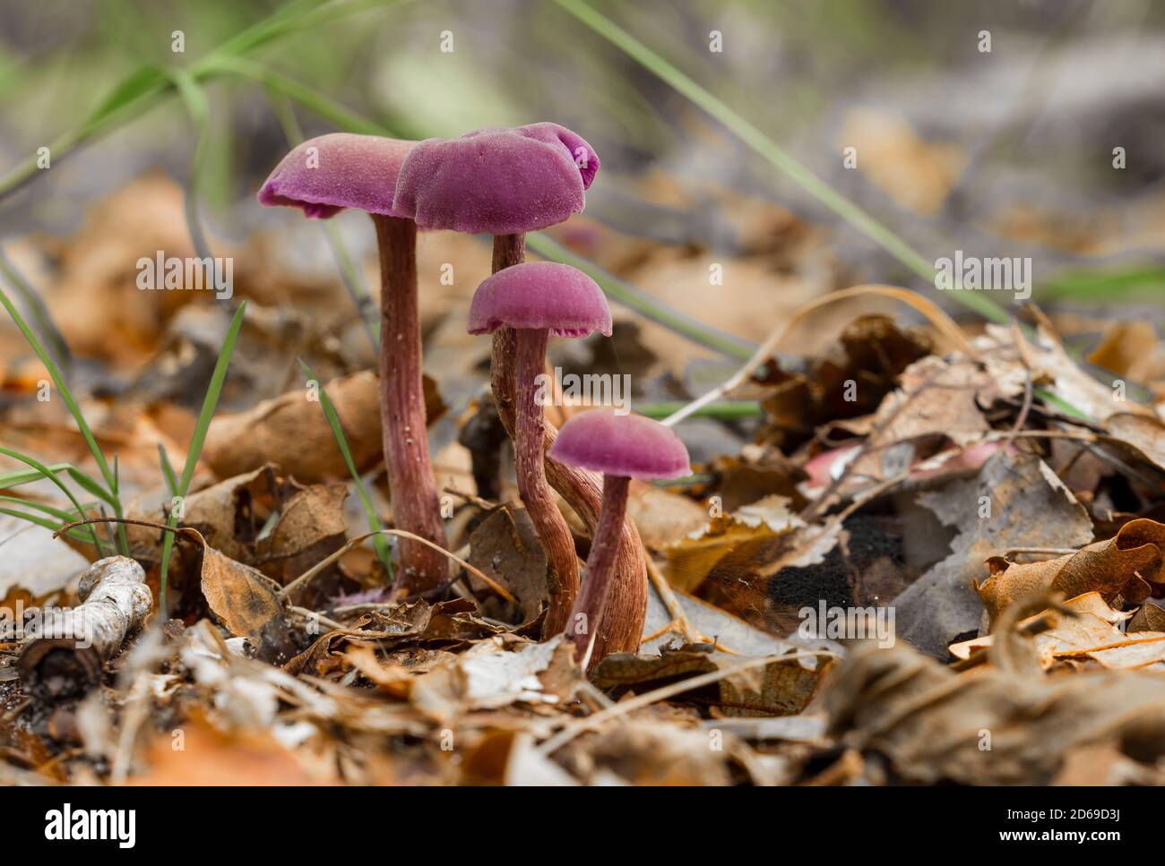 purple mushroom in soft focus with shallow depth. Laccaria amethystina or the amethyst deceiver between the moss and ferns on the forest floor. Stock Photo