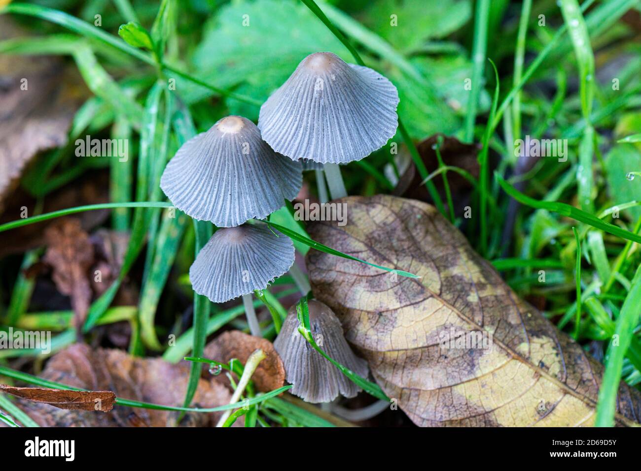 Small grey fungi Stock Photo