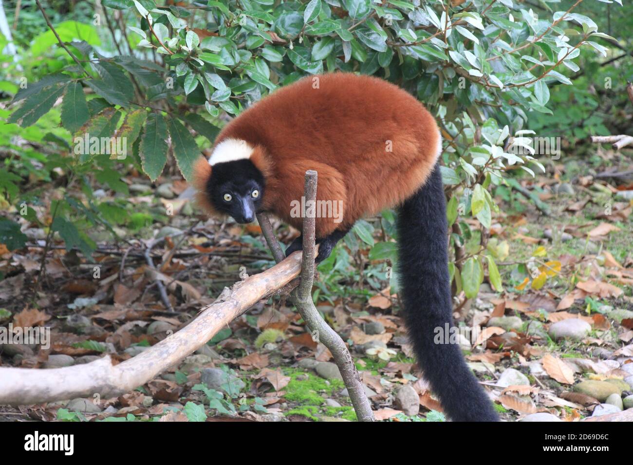 Lemurs at Chester zoo Stock Photo - Alamy