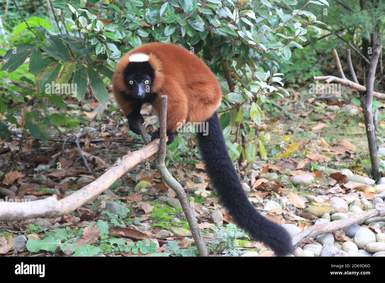 Lemurs at Chester zoo Stock Photo - Alamy