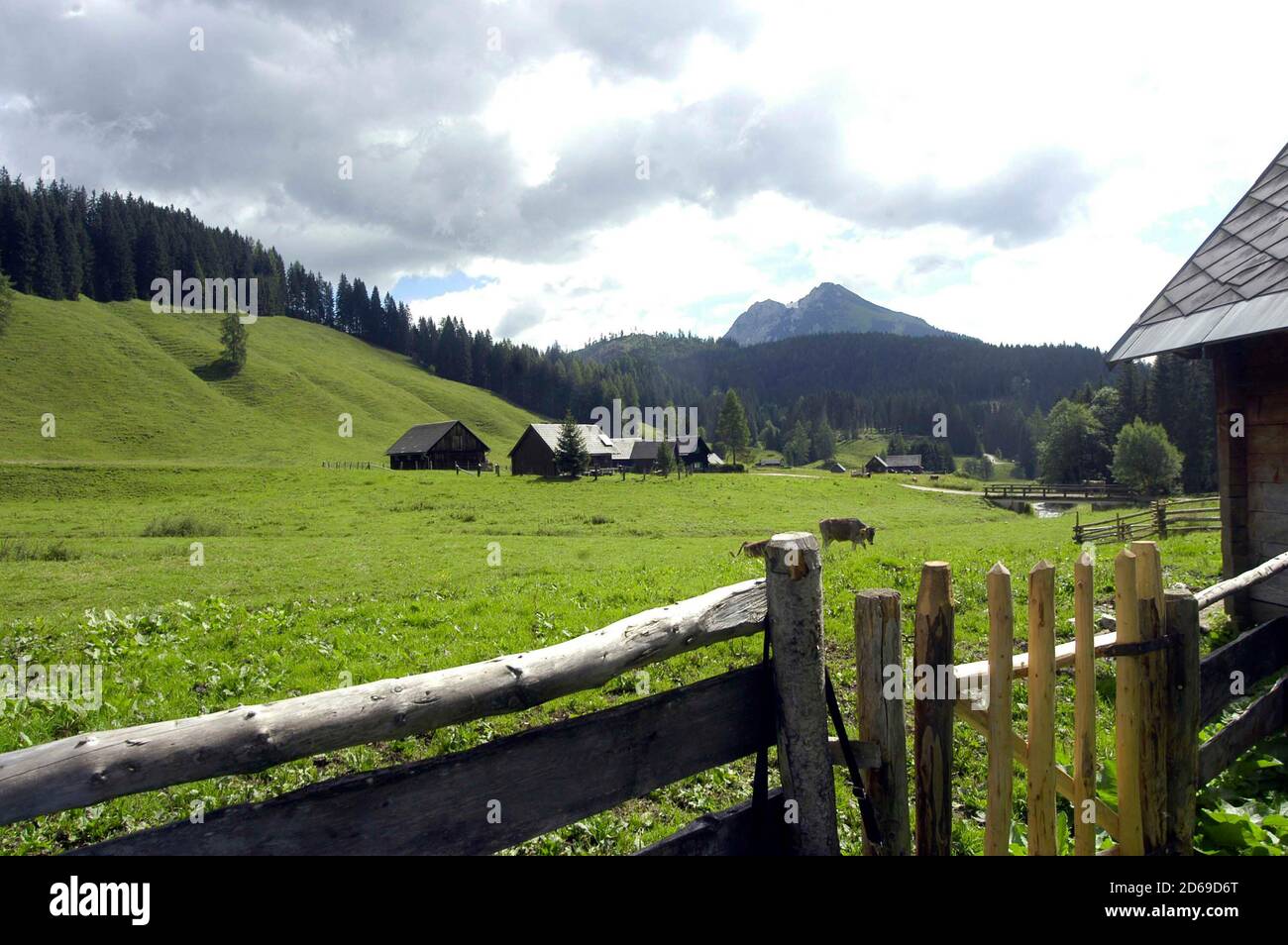 vacation in the mountains of the alps with grazing cows Stock Photo - Alamy
