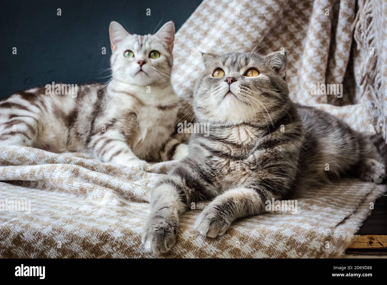 two cats laying on the fabric material Stock Photo - Alamy