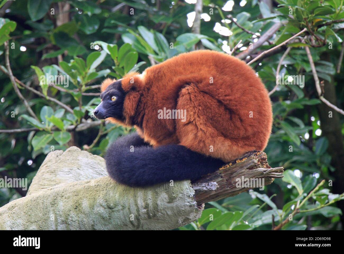 Lemurs at Chester zoo Stock Photo - Alamy
