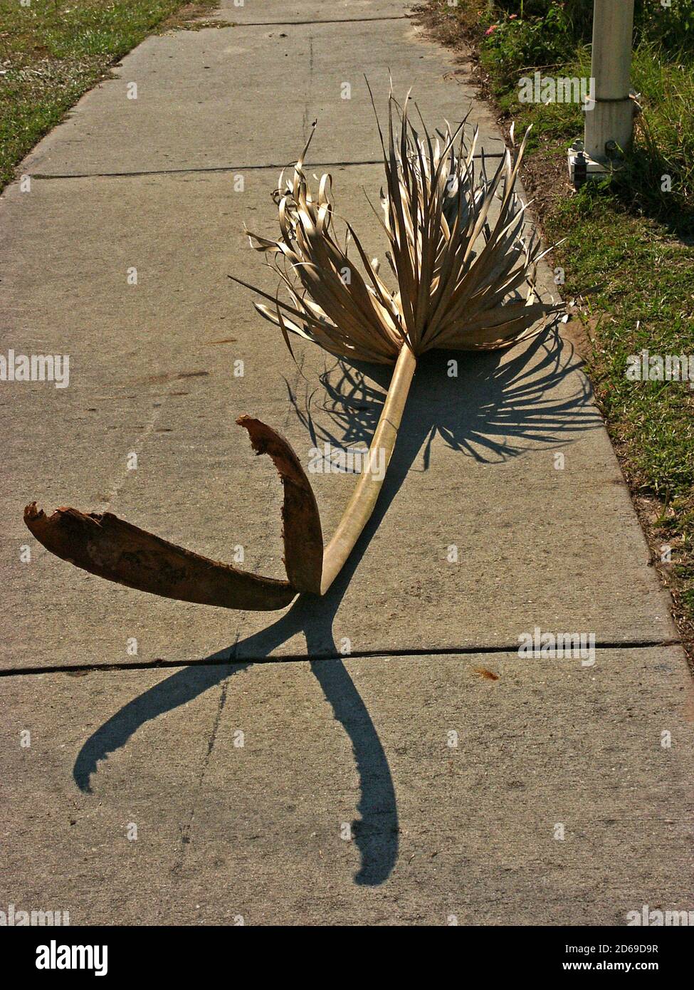 Sabal Palm Tree frond fallen on a Florida sidewalk. Stock Photo