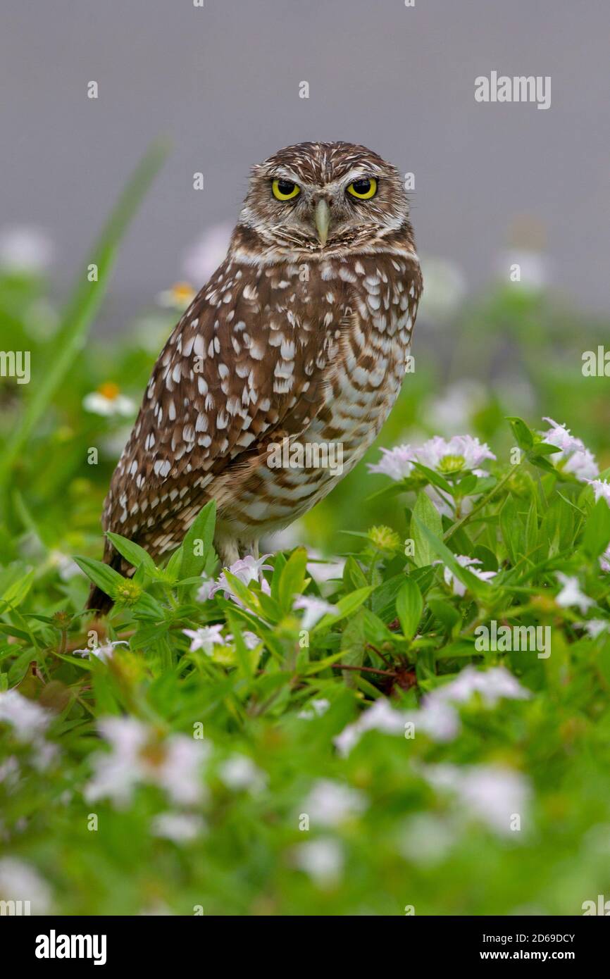 Burrowing Owl in Cape Coral, Florida. Athene cunicularia,Nest in underground burrows. Stock Photo