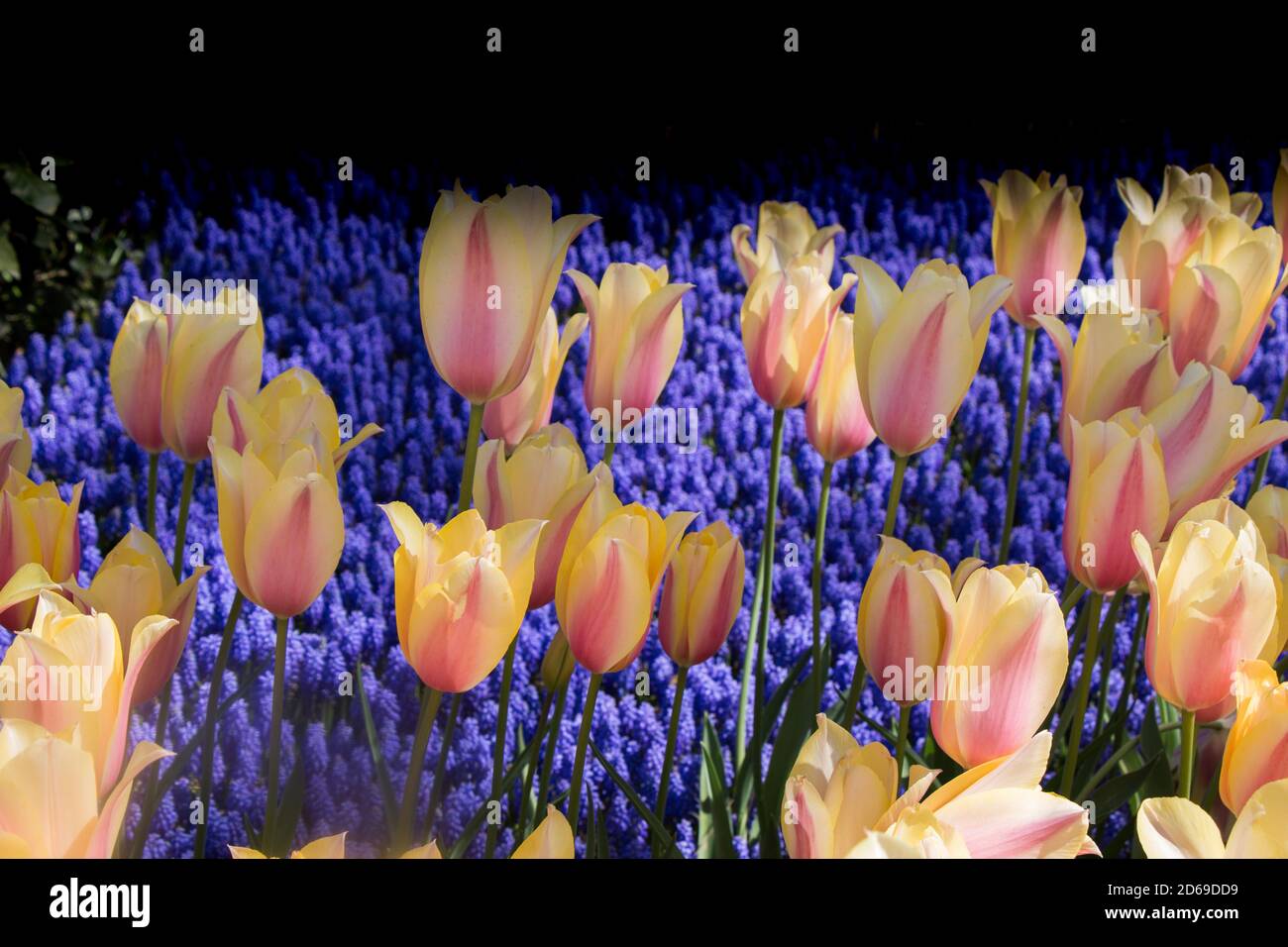 Colorful tulip flowers bloom in the spring garden Stock Photo - Alamy